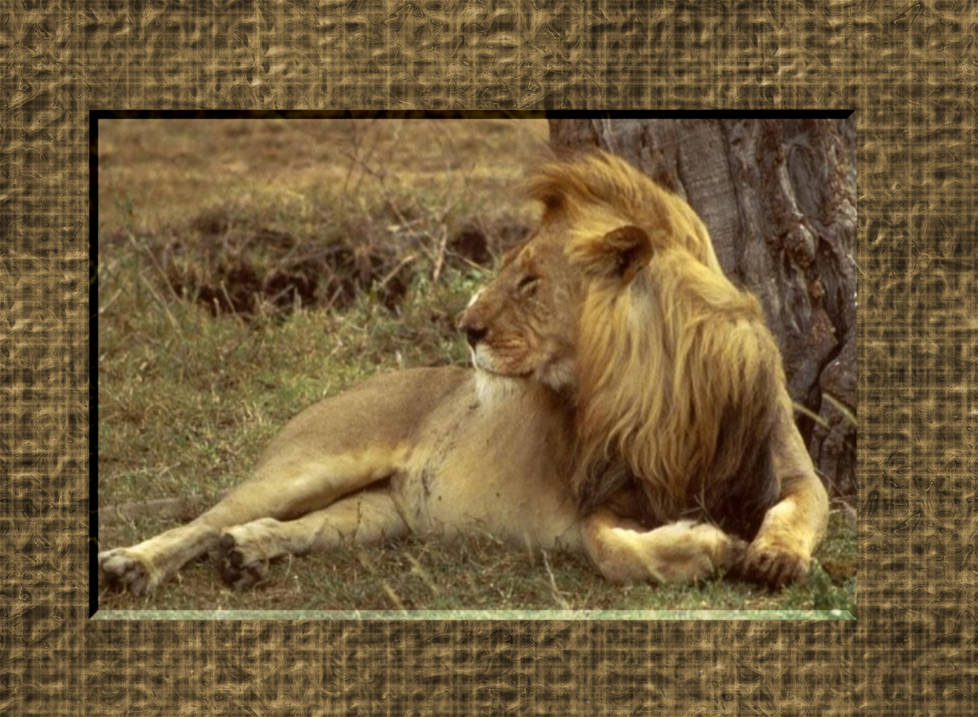Lion glass frame nelo  style.png