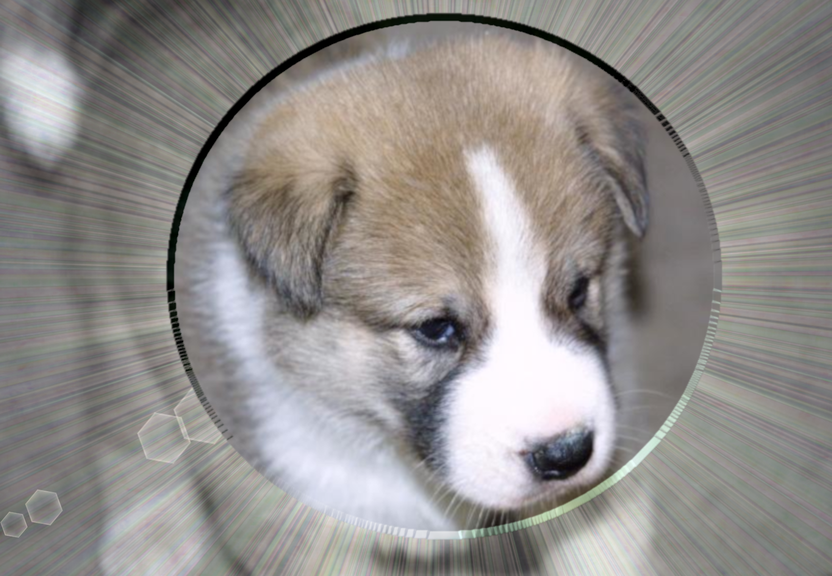 Puppy glass frame gradient flare.png
