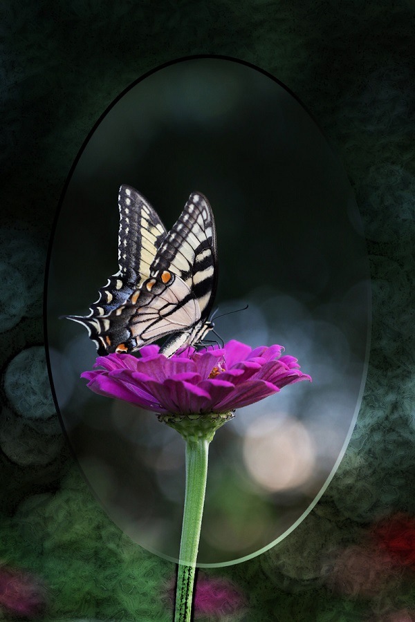 Butterfly_GlassFrame.2.jpg