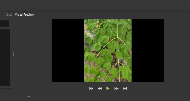 Moringa Tree Looks Badly in Video Editor unlike other jpgs.JPG
