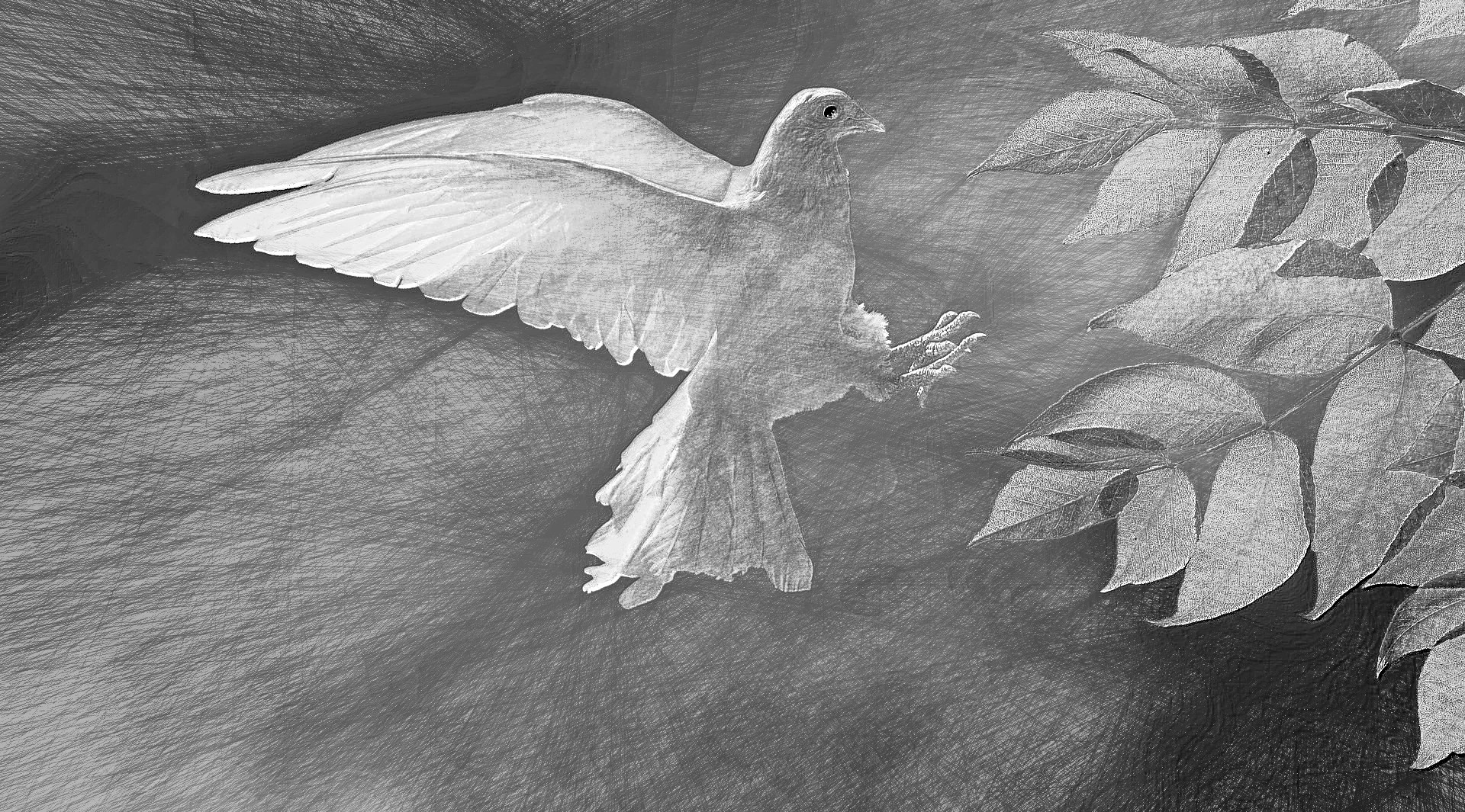2020-08-22 12-09-13dove-2516641_1920 with a draw on black effect, using option B&W and pencil lead=HB.jpg