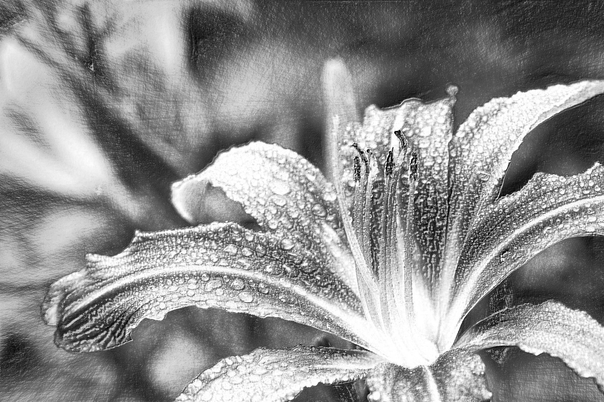 2020-08-22 12-09-30lily-3495722_1920 with a draw on black effect, using option B&W and pencil lead=HB.jpg