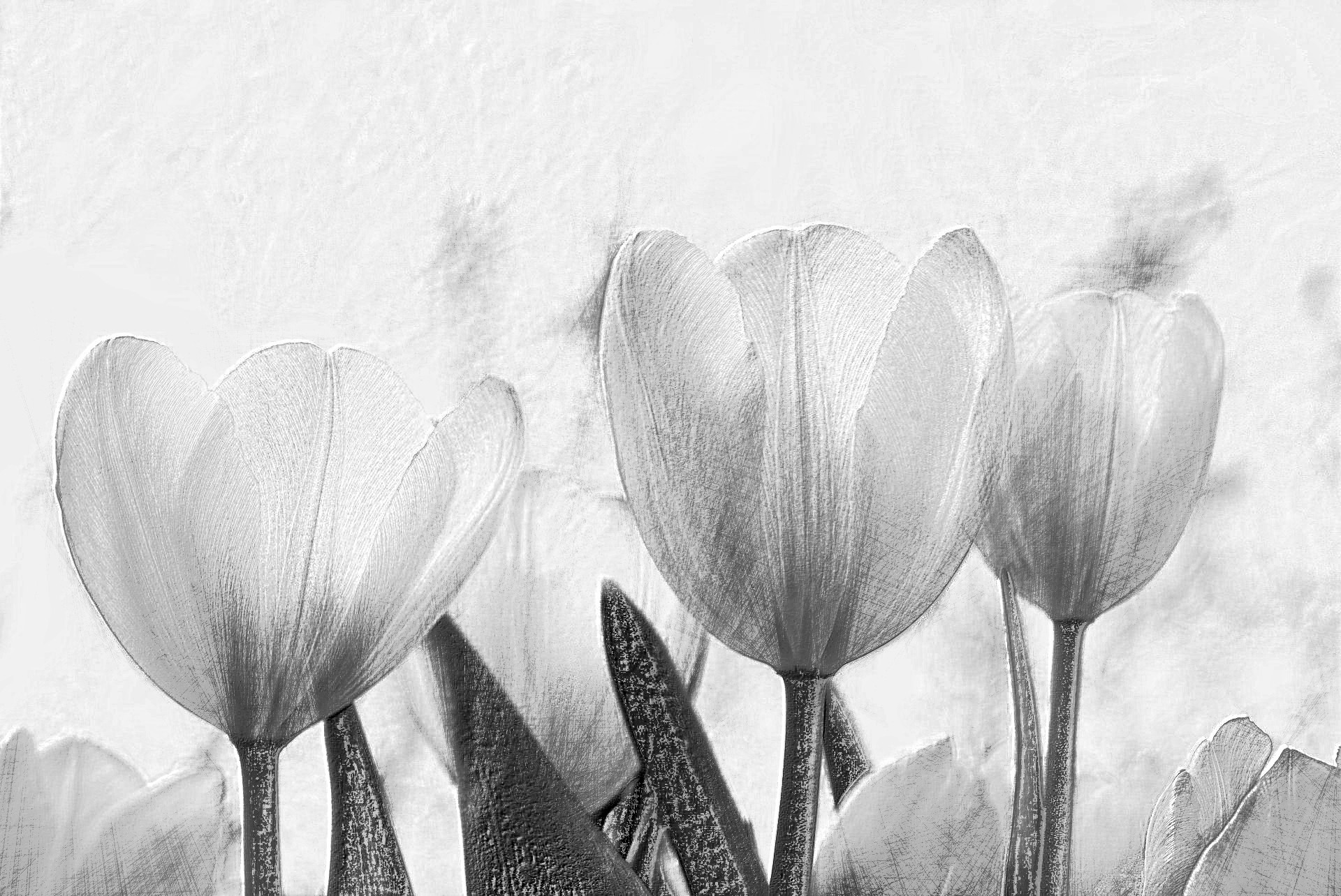 2020-08-22 12-10-12nature-3263198_1920 with a draw on black effect, using option B&W and pencil lead=HB.jpg