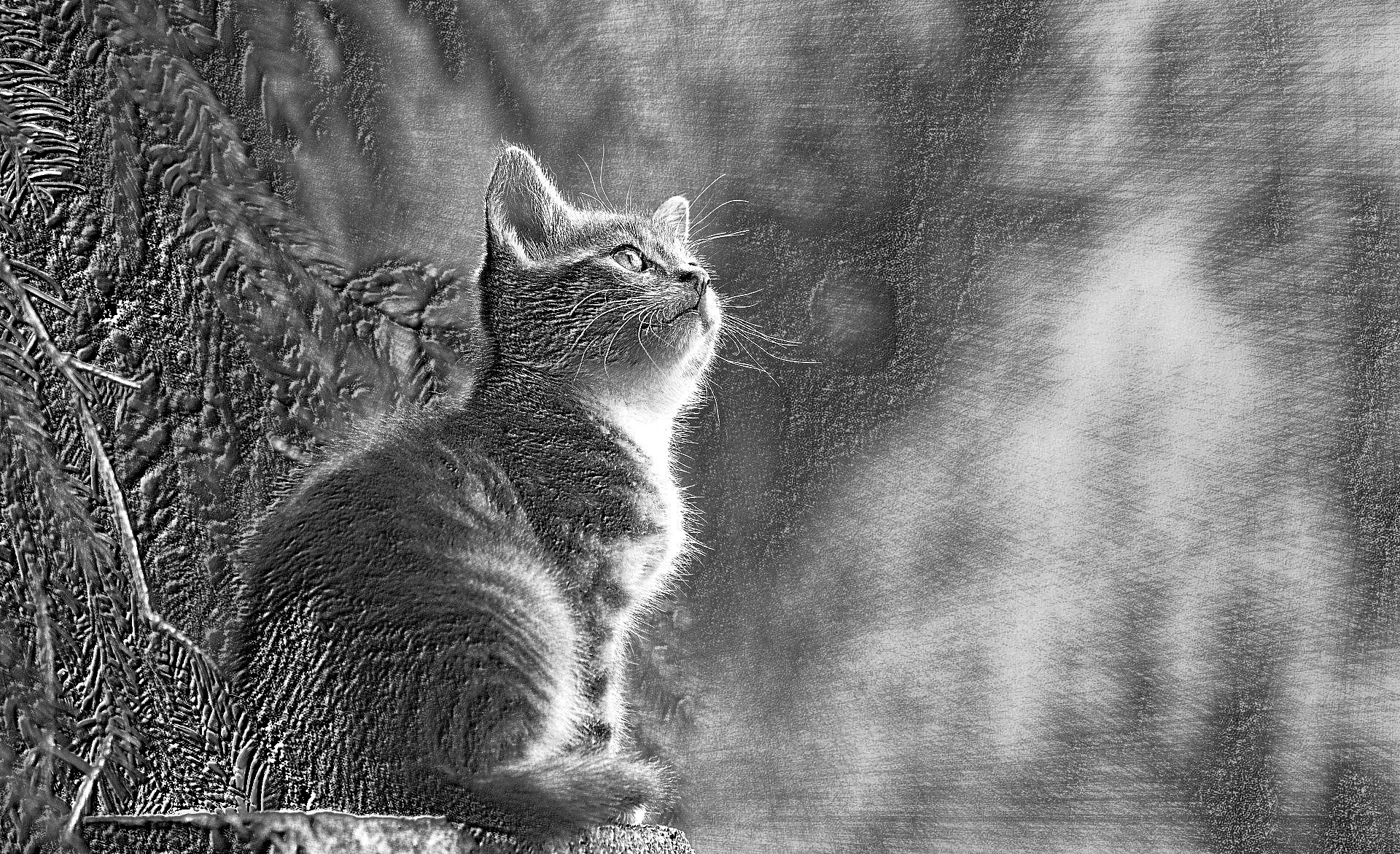 2020-08-22 12-12-52cat-2083492_1920 with a draw on black effect, using option B&W and pencil lead=HH.jpg