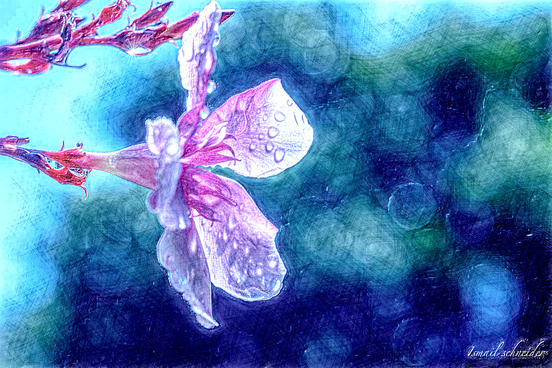2020-08-24 06-31-26oleander_flower_by_isischneider_de1oyq3-pre with a draw on black effect, using option colours and pencil lead=HB.jpg