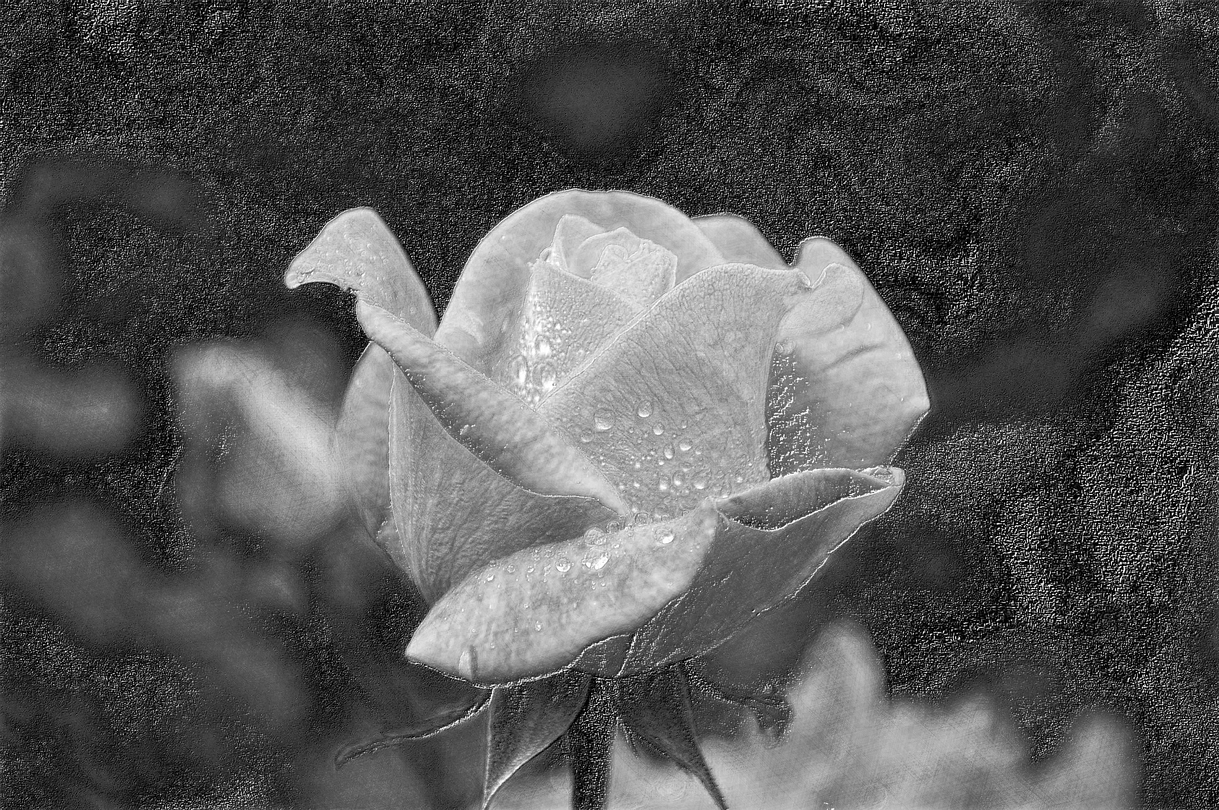 2020-08-25 06-58-32bloom-blossom-dew-56866 with a draw effect, using option B&W and pencil lead=HB (std desat).jpg