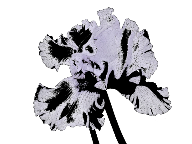 Iris Clip Art.jpg