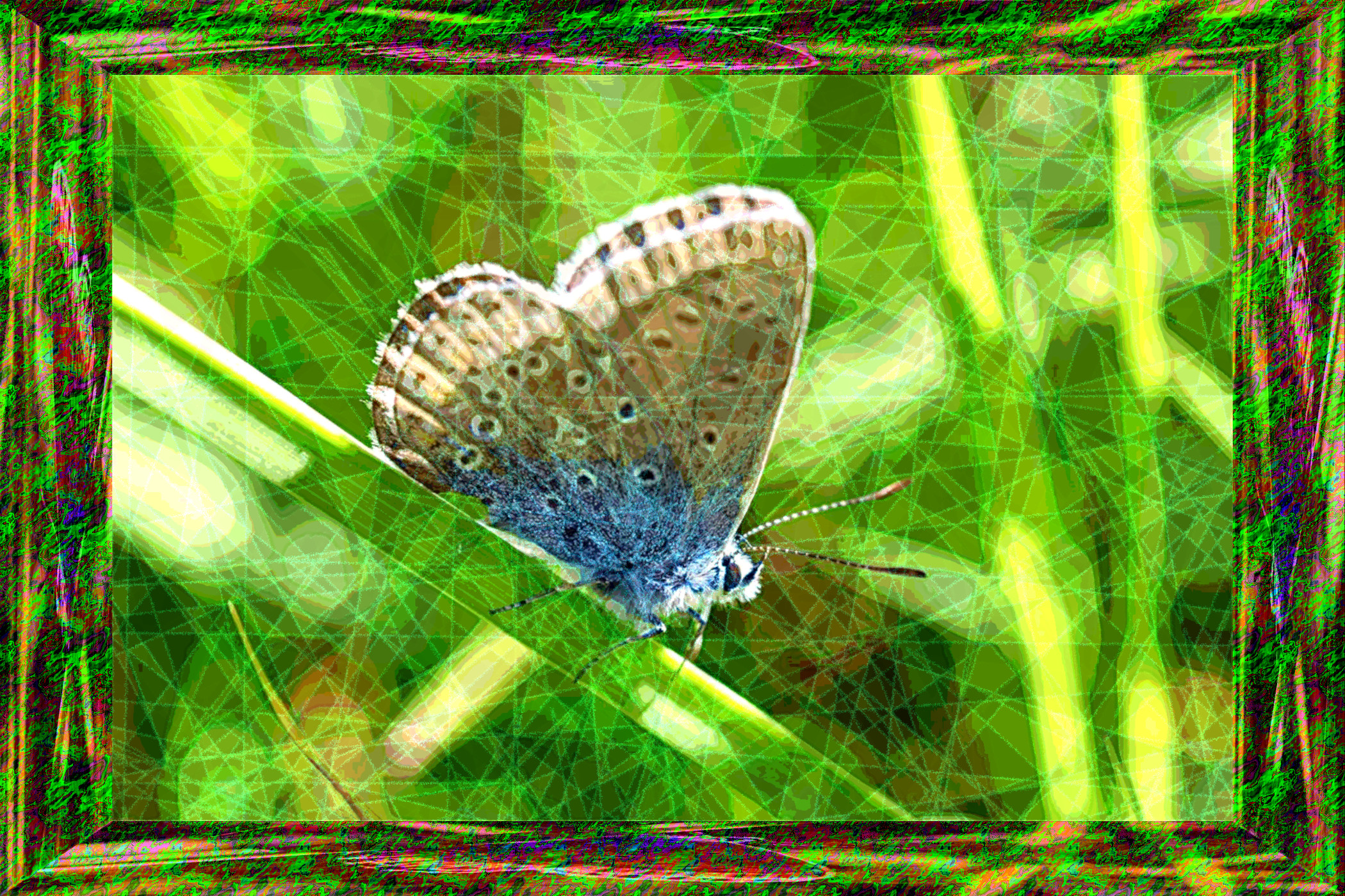 2020-11-06 14-44-32 1385_butterfly___adonis_blue_by_realmantis_ddjwobb-pre stroked with crystal background using hue 180_framed+texture-on-frame.jpeg