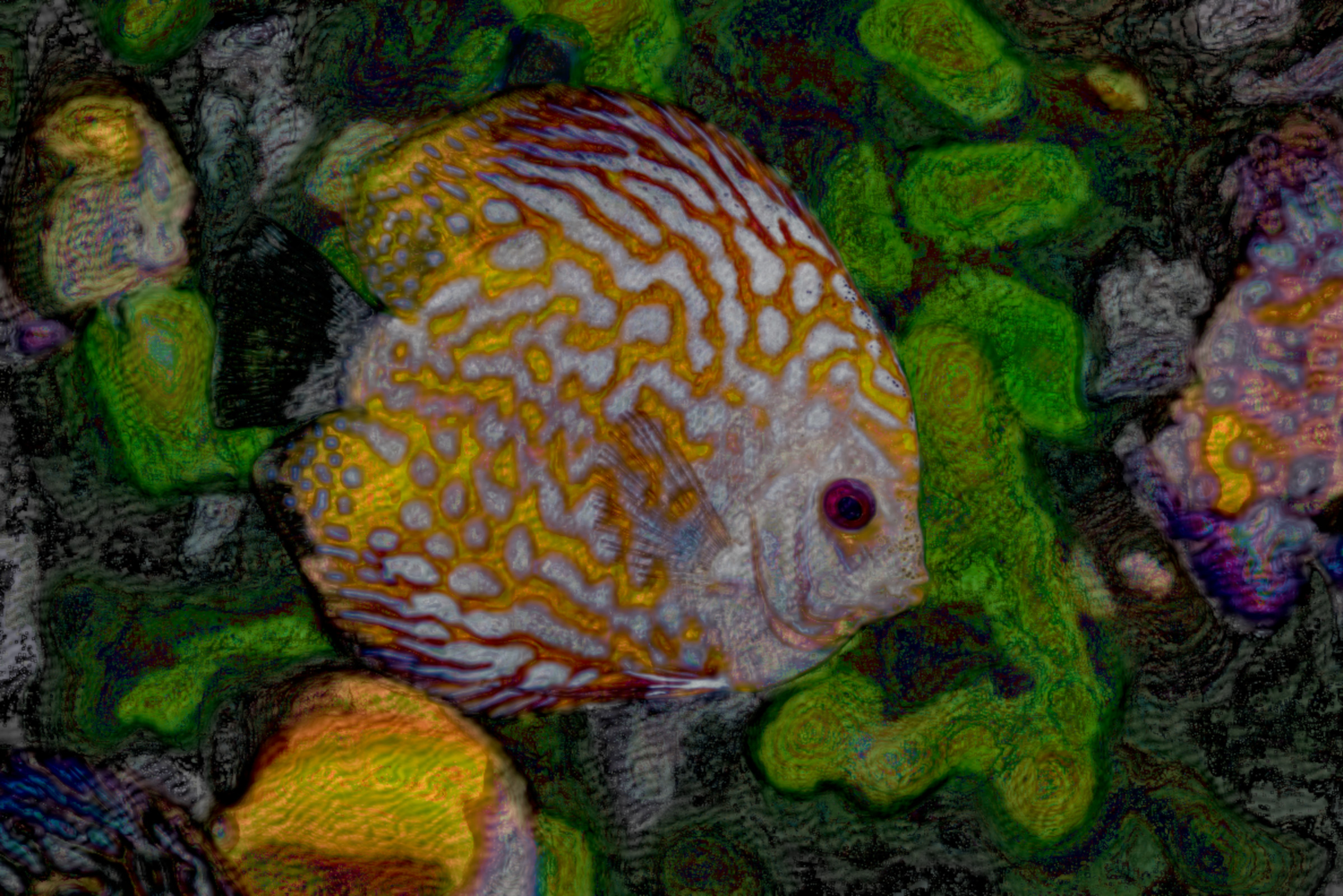 2020-12-11 17-24-35 discus-fish-1943755-1, stroked.jpeg