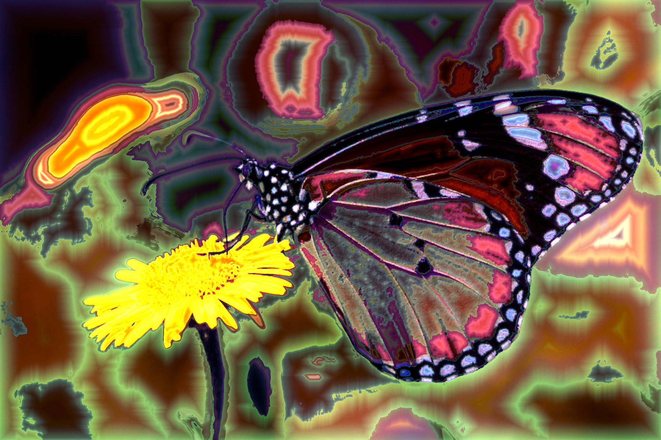 butterfly_by_invisiblewl_d85gjr_DN_DrawEffect_P_sp_no_borders.jpg