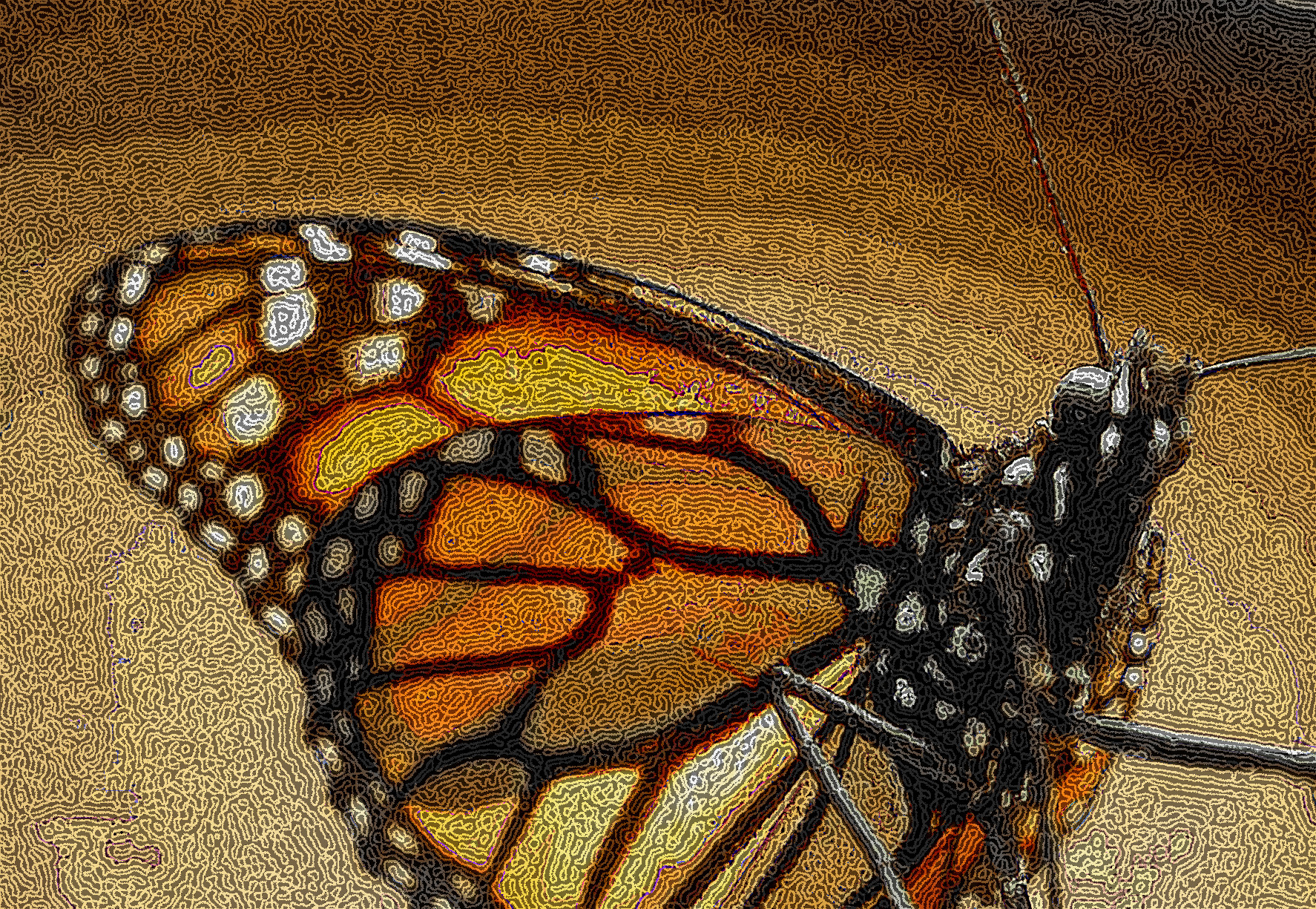 monarch-butterfly-1386112_DN_DrawEffect_Q.jpg