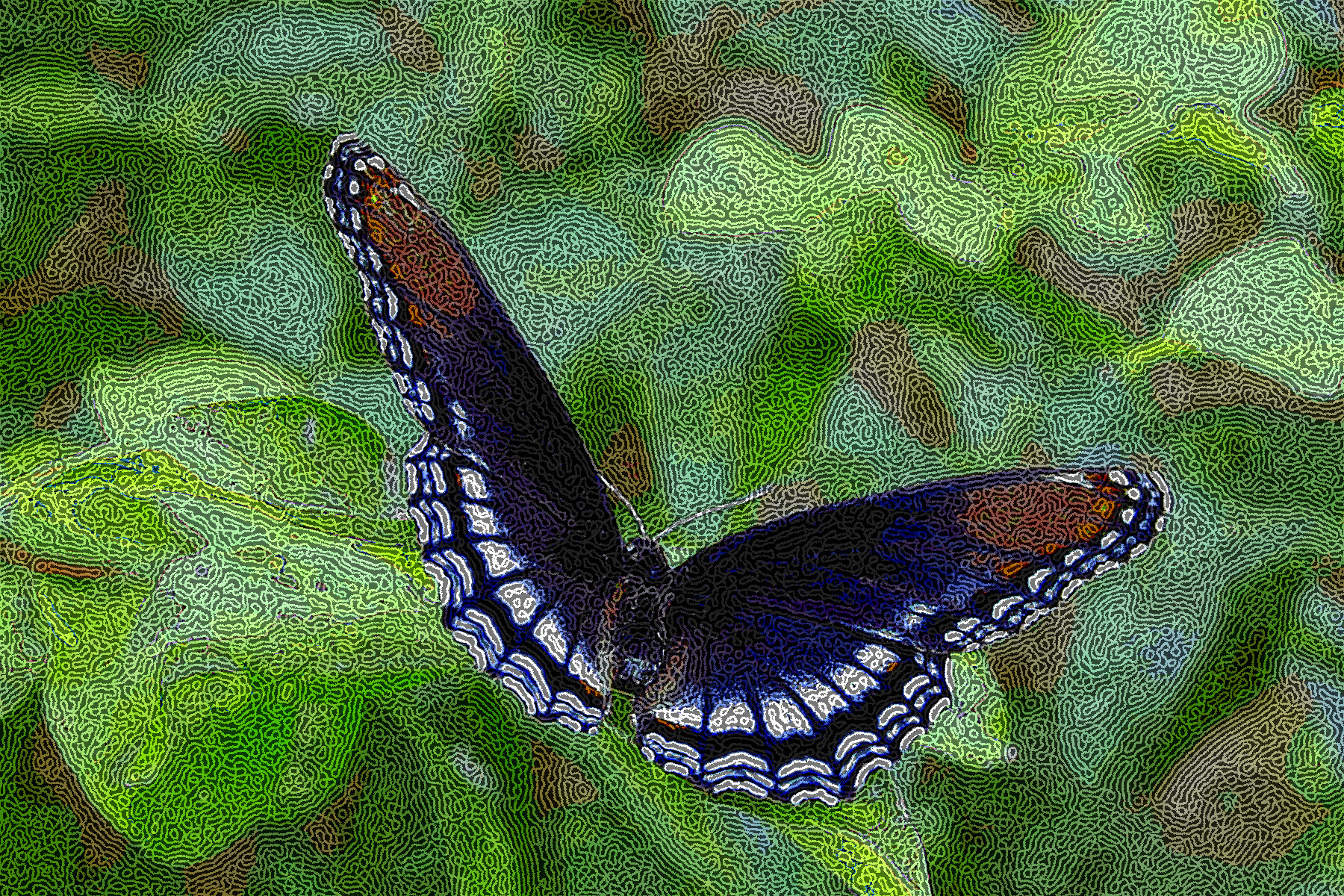 butterfly-1541756_DN_DrawEffect_Q.jpg