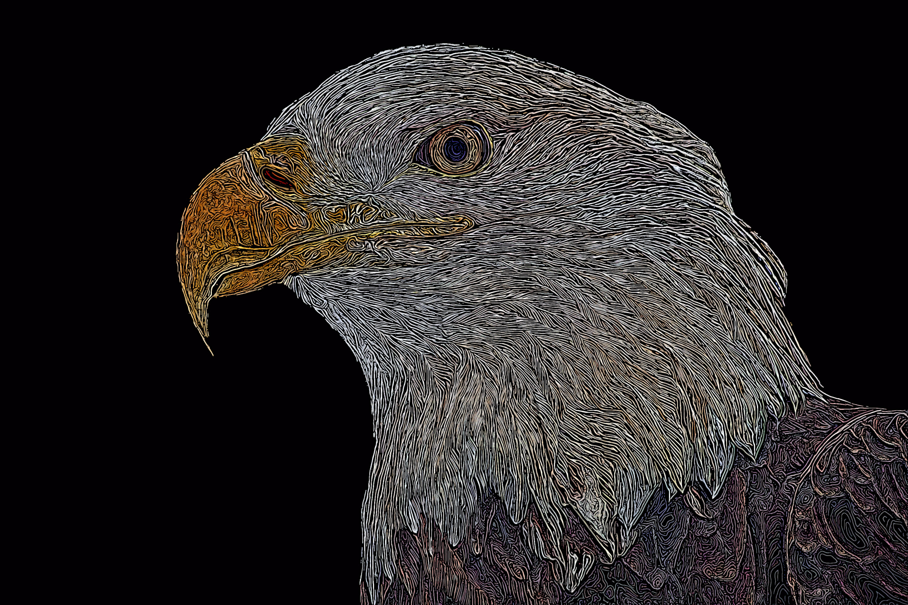 stringy eagle.jpg