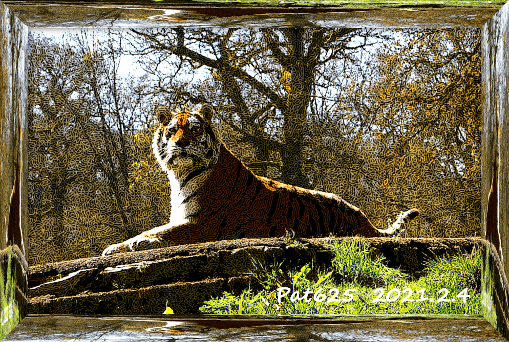 Tiger.DN.DrawStyle_Q.jpg