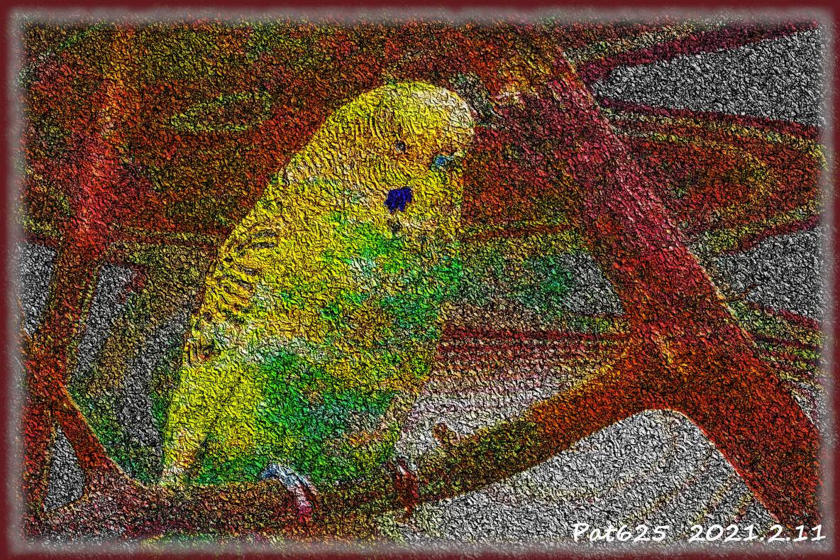 Parakeet.DN.DrawStyle_R2.jpg