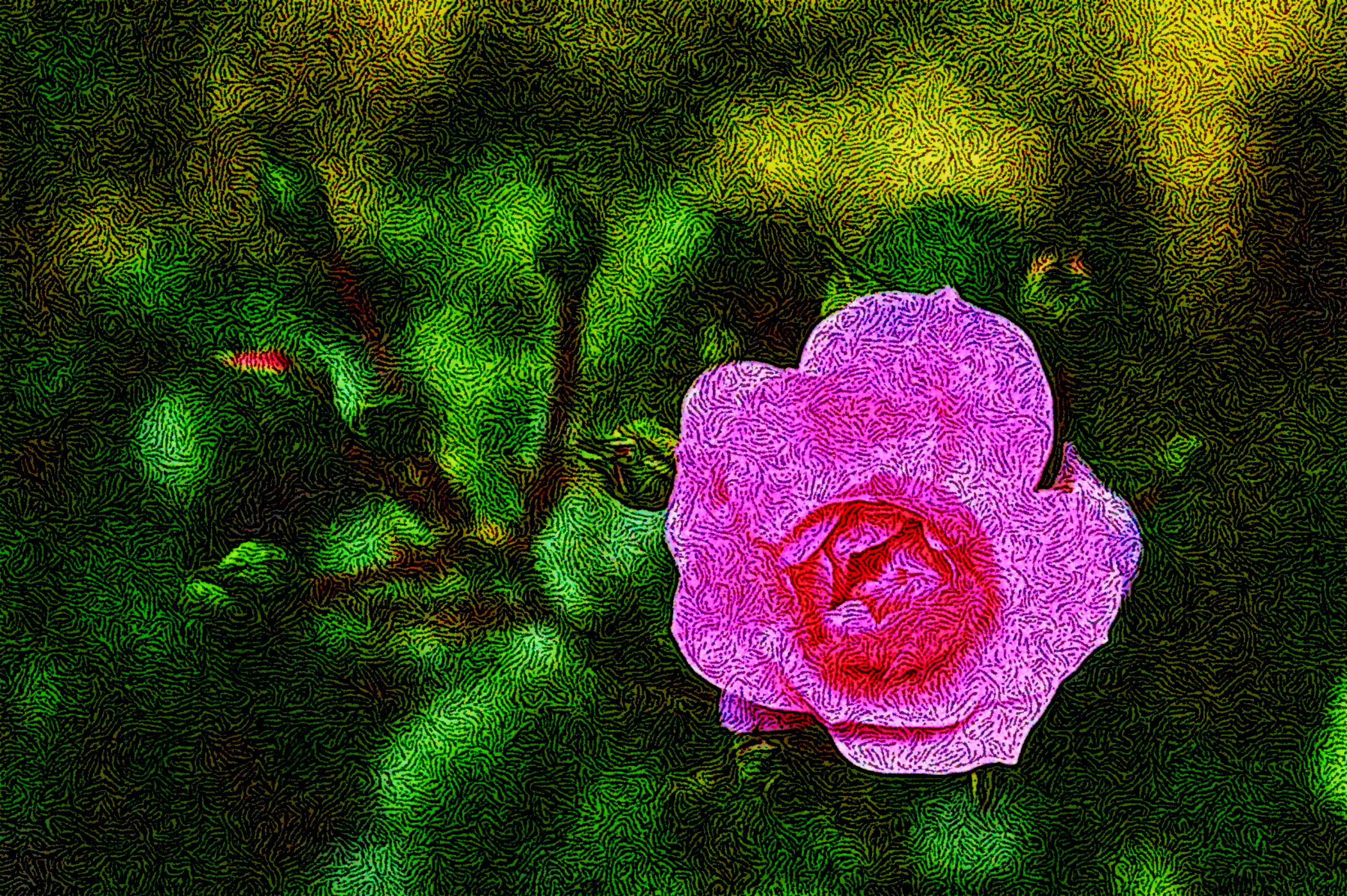 rose-5270044_DN_DrawEffect_S-Twirled.jpg