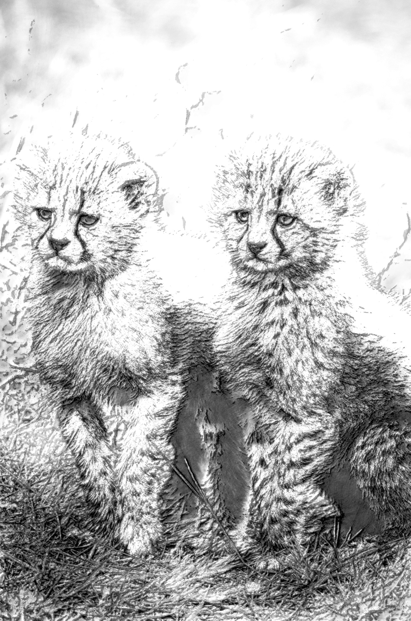 2021-02-17 15-49-01 pexels-pixabay-162318 stroked sketched, grayscale.jpeg