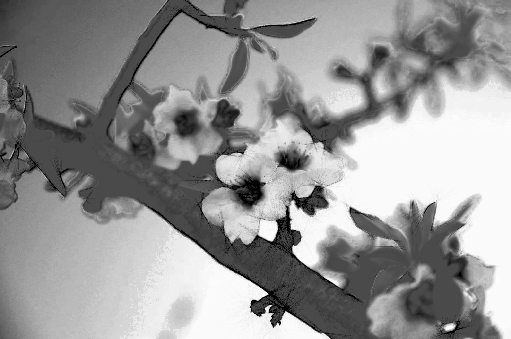 branch-of-flowering-almond-tree-1376833_DrawEffect_T_B&W_LinearBurn_nb.jpg