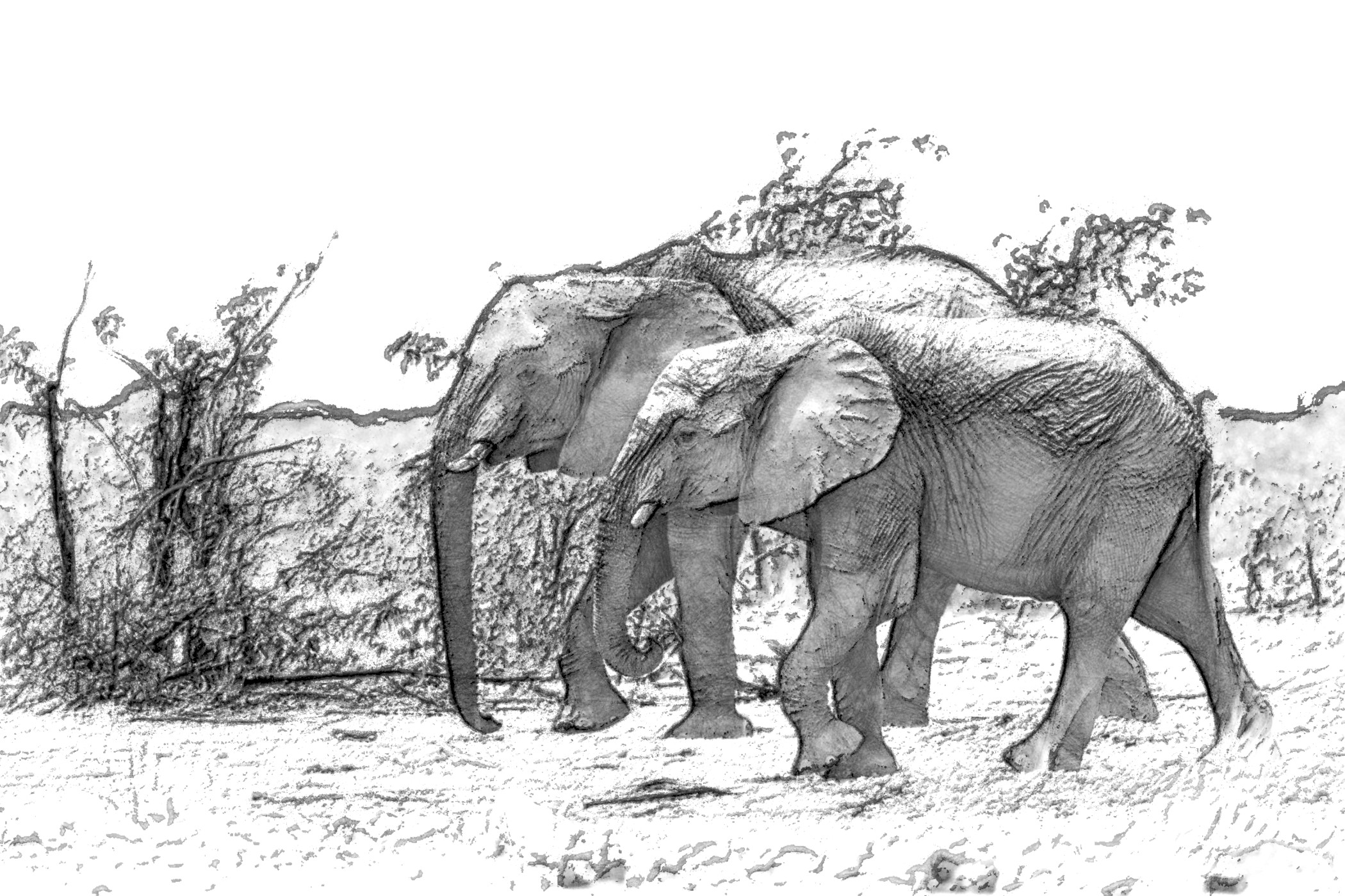 elephants-5889403_DN_DrawEffect_T_B&W_linearBurn_borders.jpg