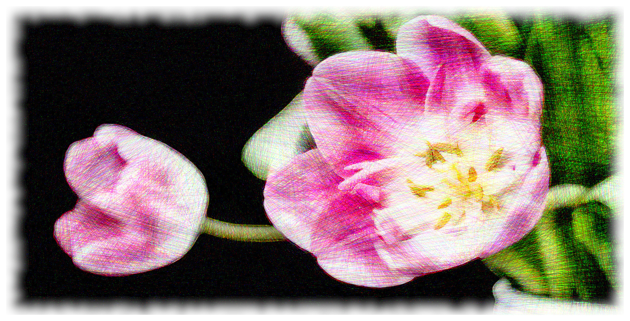 tulip-193354_DN_DrawEffect_V.jpg
