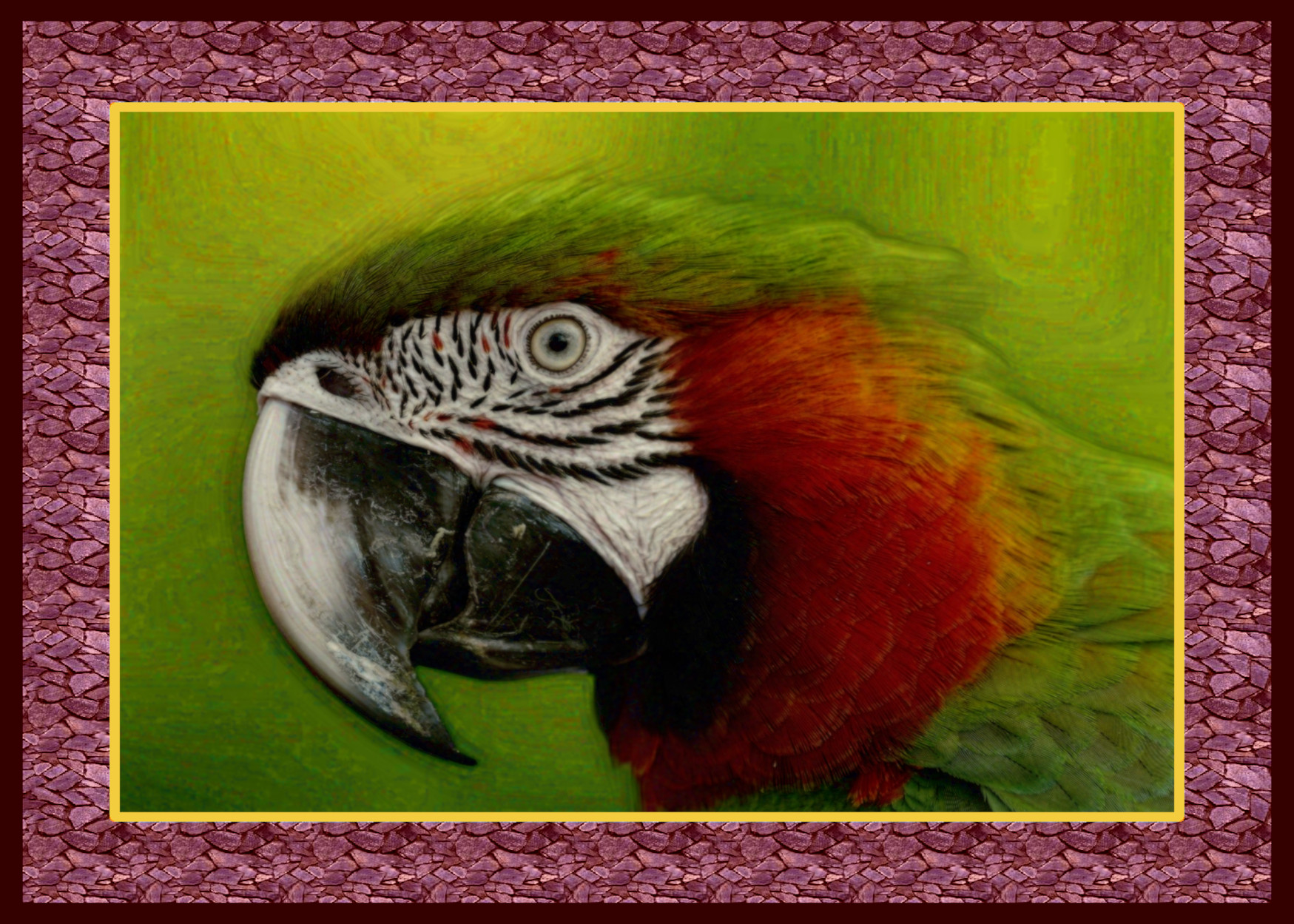 macaw-5952965_DN_DrawEffect_Z.jpg