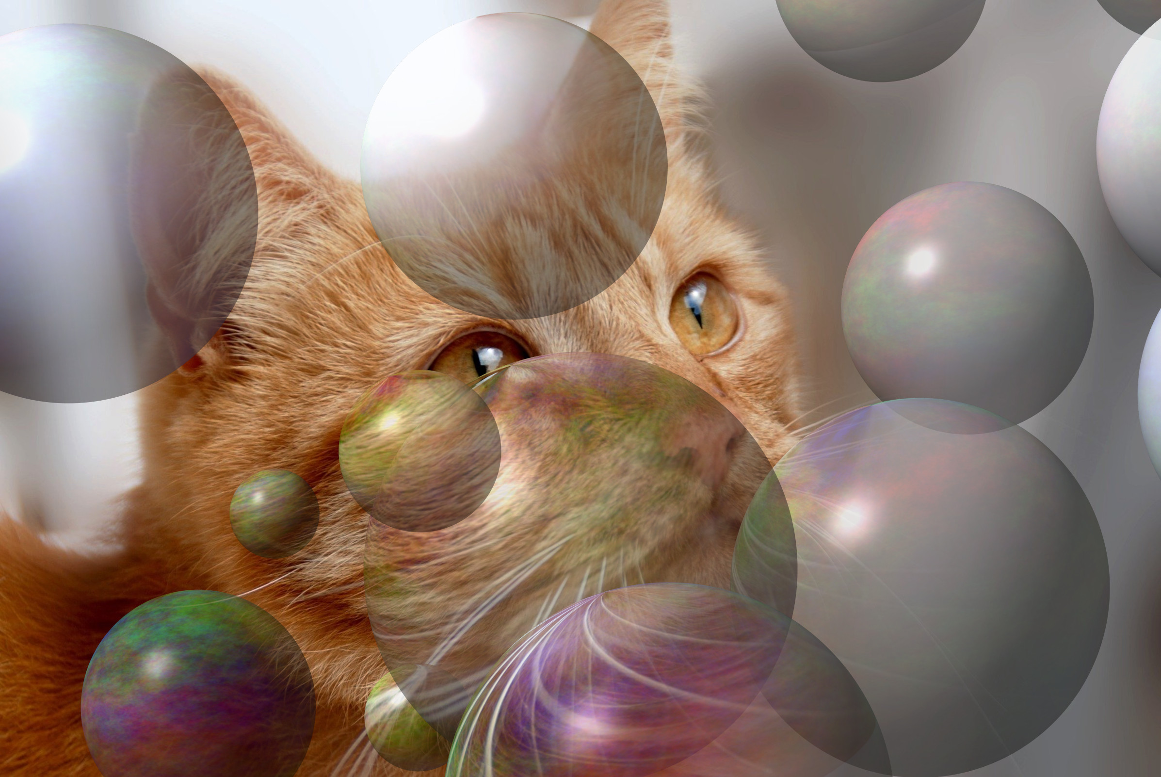 cat-5496162_DN_Decor_Particles_Through_SphereMap.jpg
