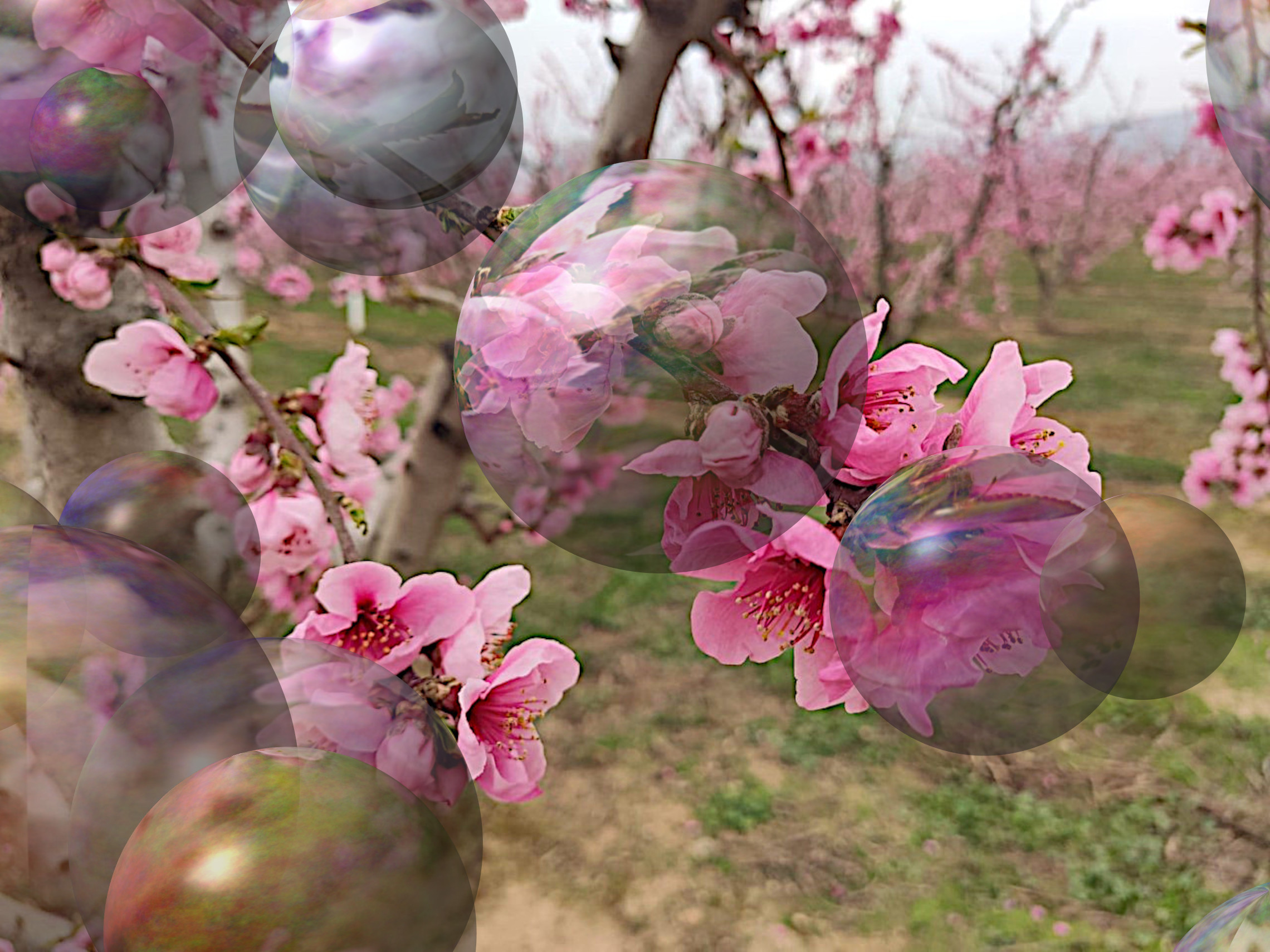 Cherry_Blossoms_DN_Decor_Particles_Through_SphereMap.jpg