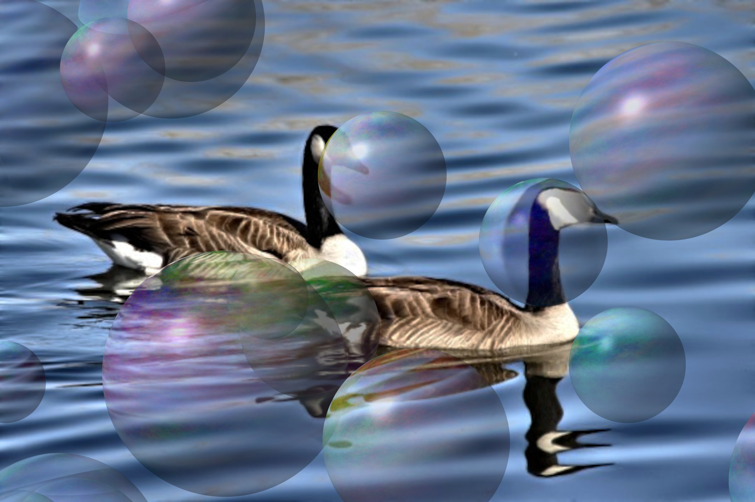 pair-of-geese-on-the-water_DN_Decor_Particles_Through_SphereMap.jpg