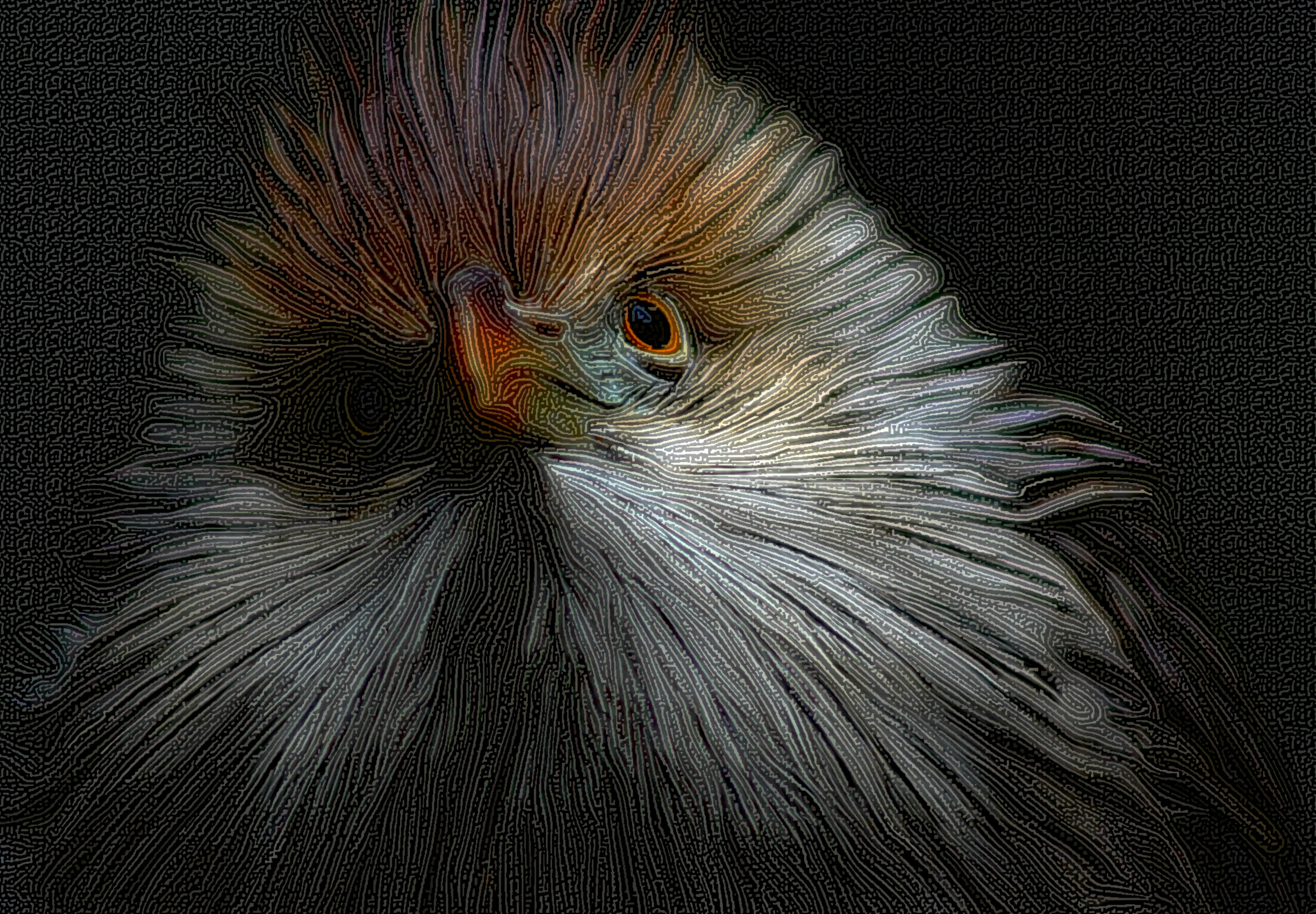 bird-at-the-bronx-zoo-1175241_DN_Graphics_StringyLook_D.jpg