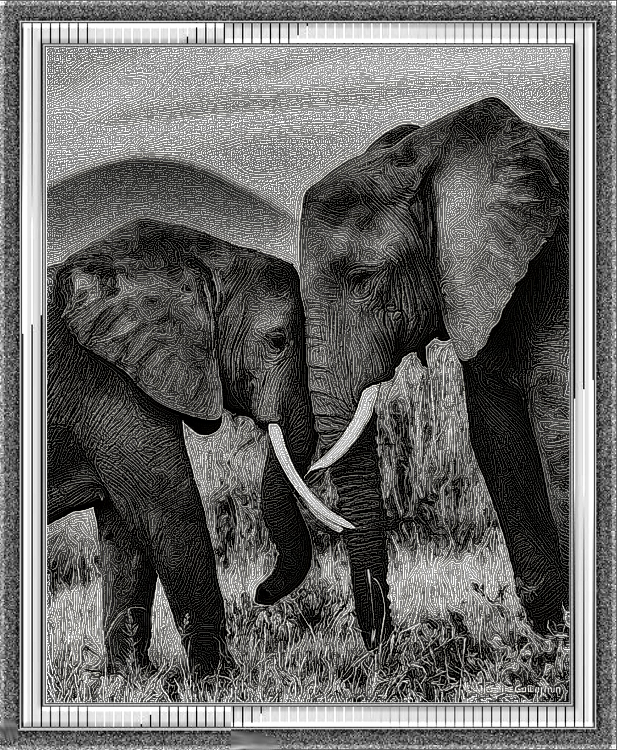 Elephants_DN_Graphics_StringyLook_D.jpg