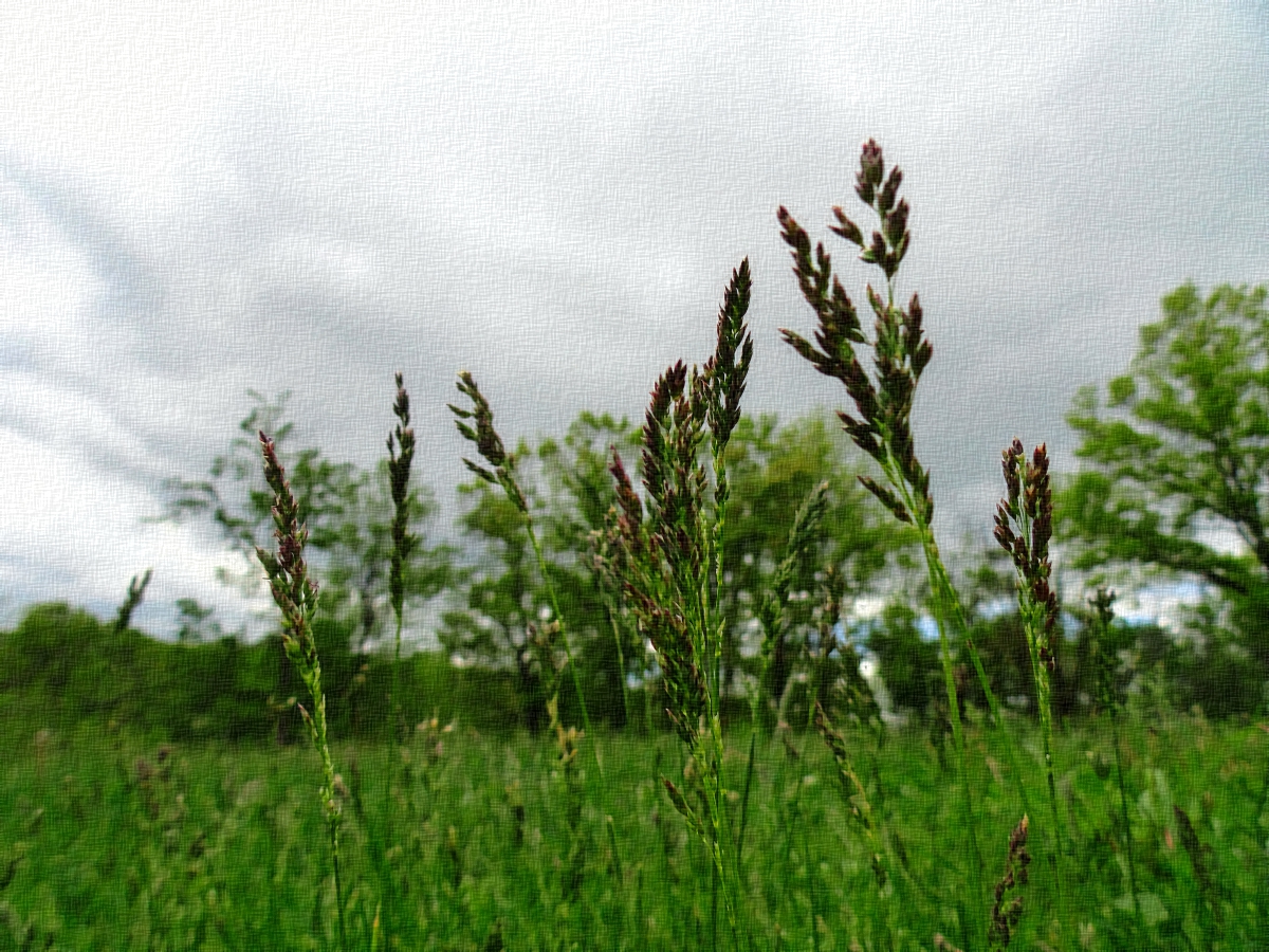 WildGrass.JPG