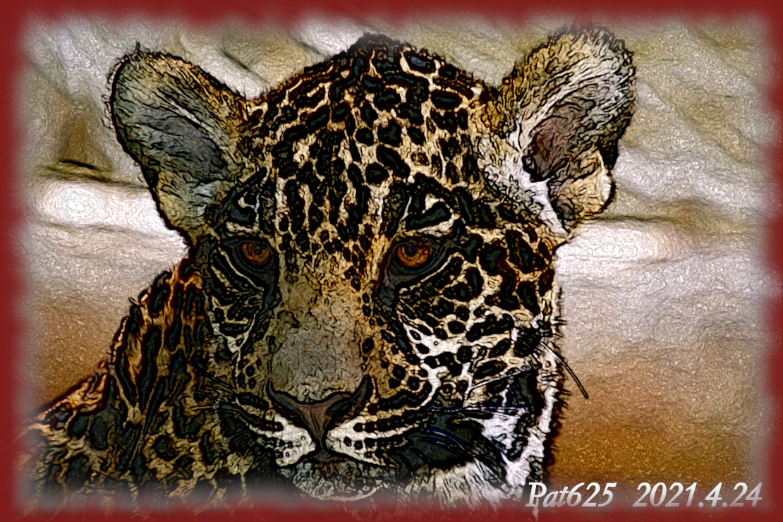 DN.EasyDrawA.Leopard.(MedianBlur+Edge).Colours (normal texture) and draw look=medium.jpg
