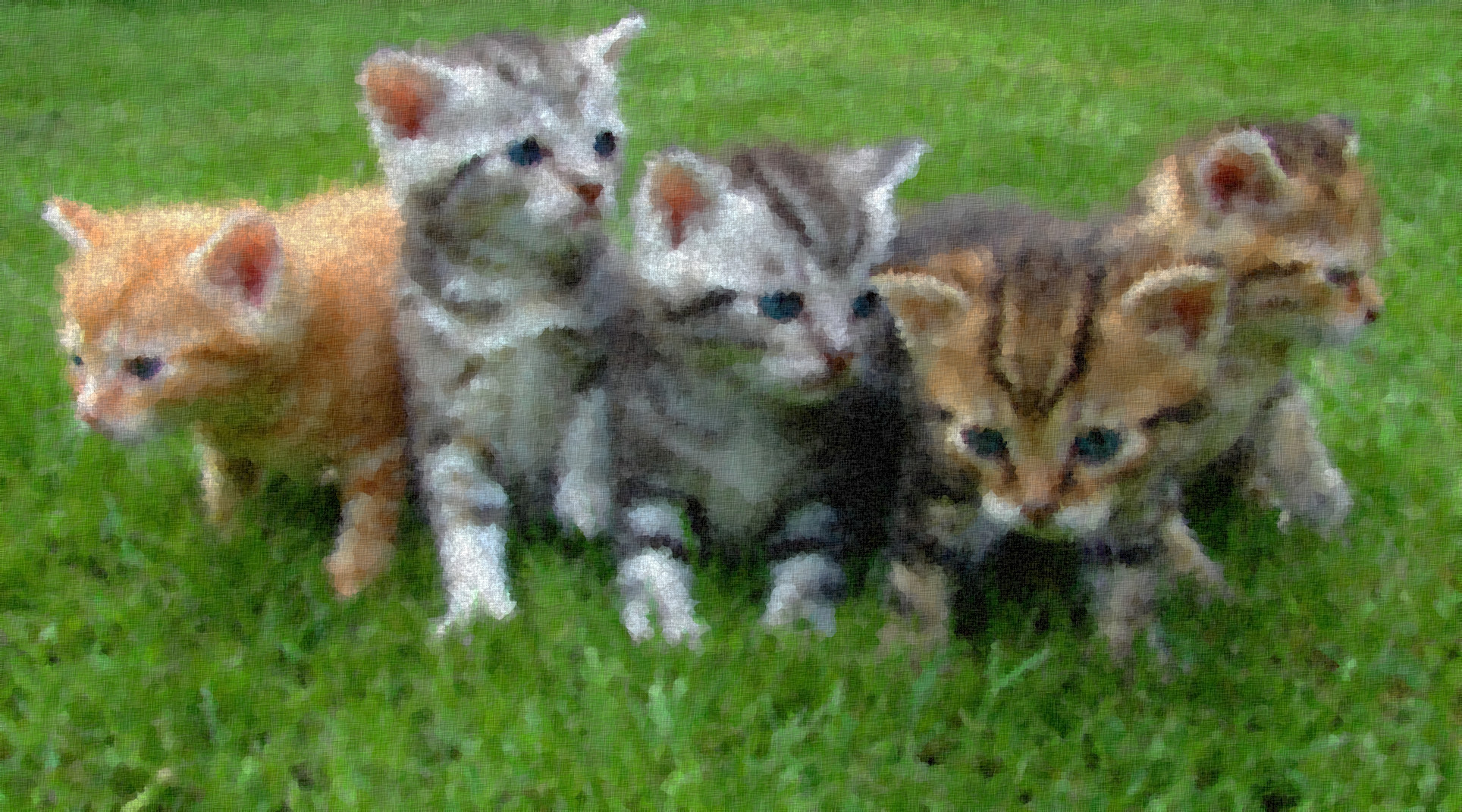 kittens-cat-cat-puppy-rush-45170_Graphic_Effect_FakeSponge_Jvid_Q.jpeg