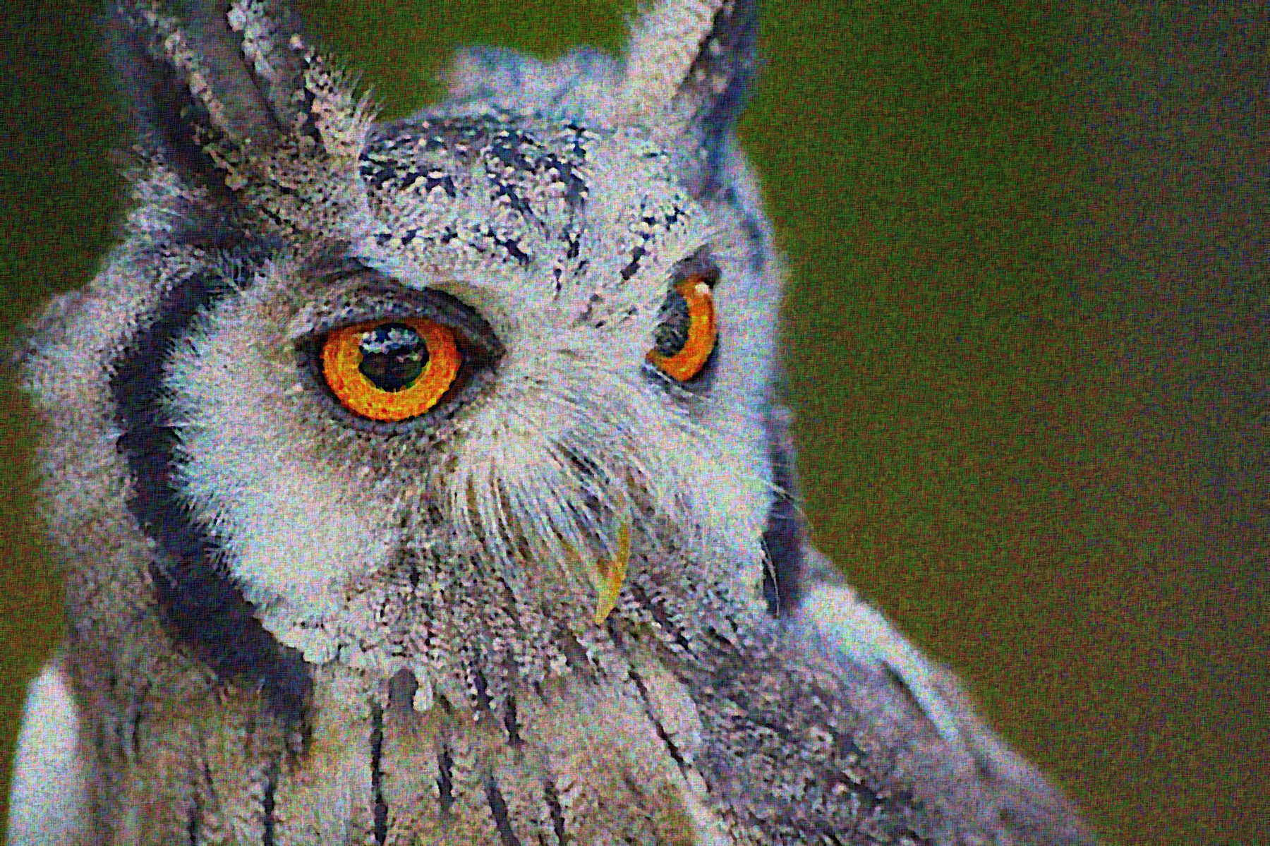 owl-1705112_Graphic_Sponge_Effect_Q2.jpg