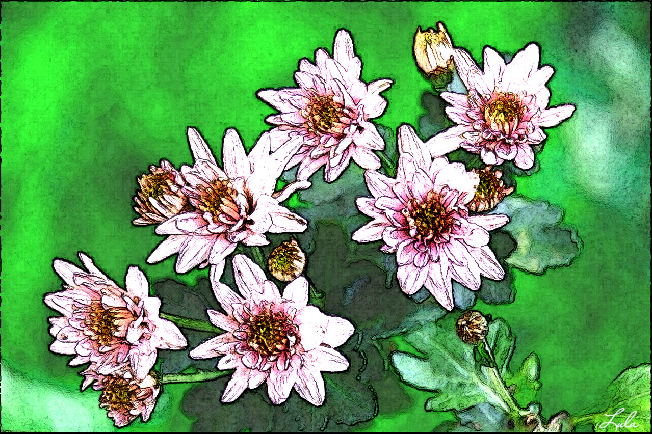 chrysanthemum.DIEGO.SG.colour.Thin.jpg
