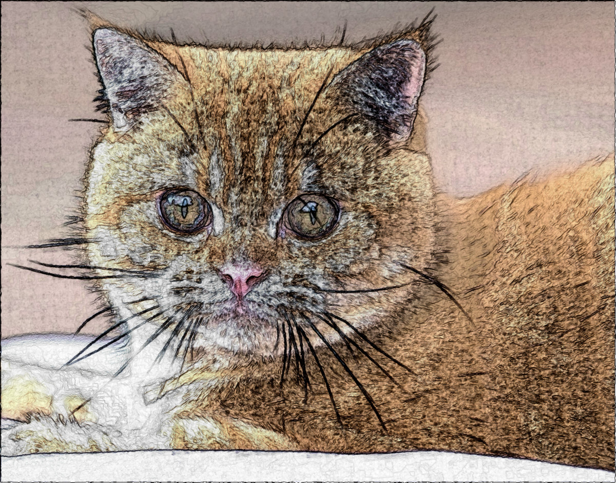 Cat.ChalkMe.Colored.DN.jpg