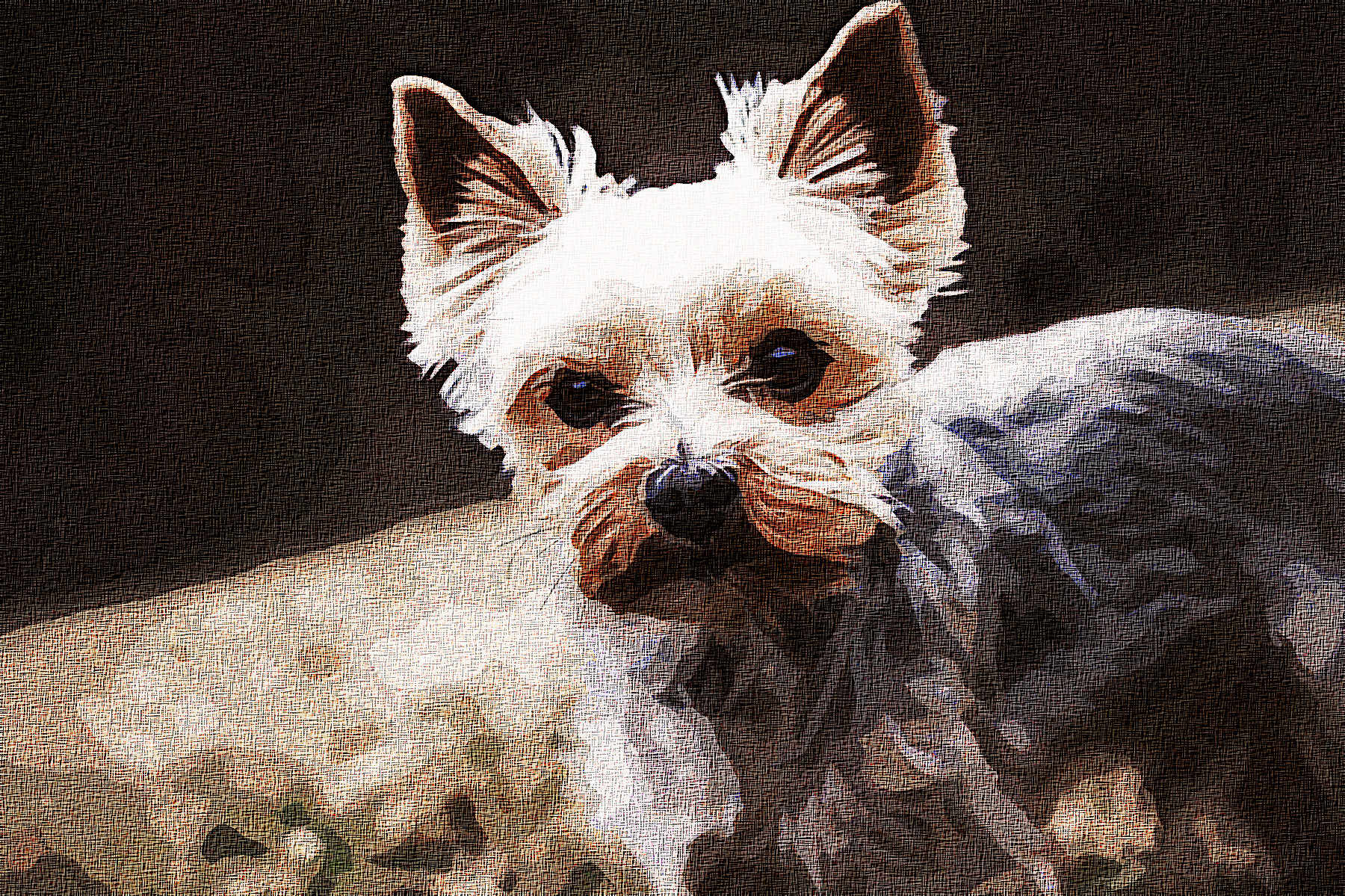 yorkshire-terrier-4783327_Graphic_Effect_Illustration_Jvid_X2D.jpg
