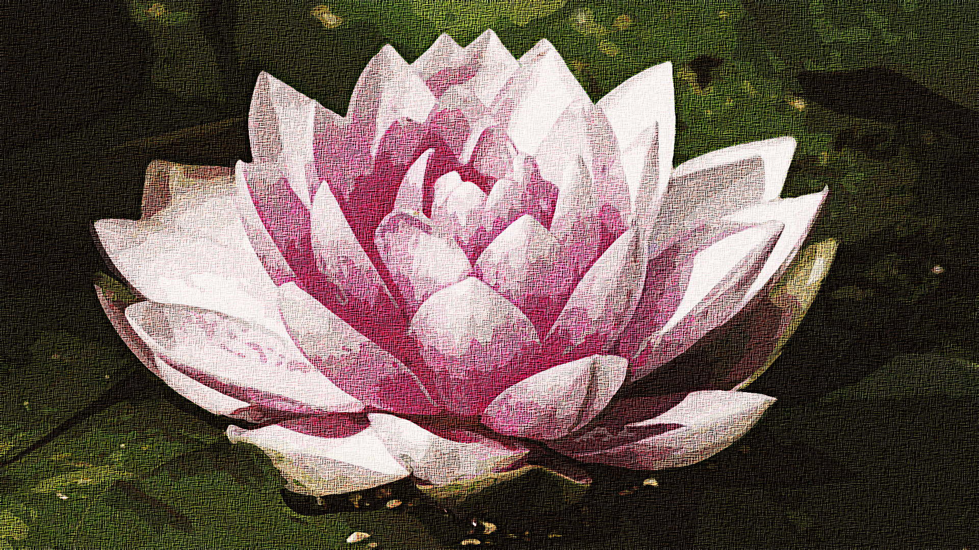 water-lily-3504363_Graphic_Effect_Illustration_Jvid_X2D.jpg