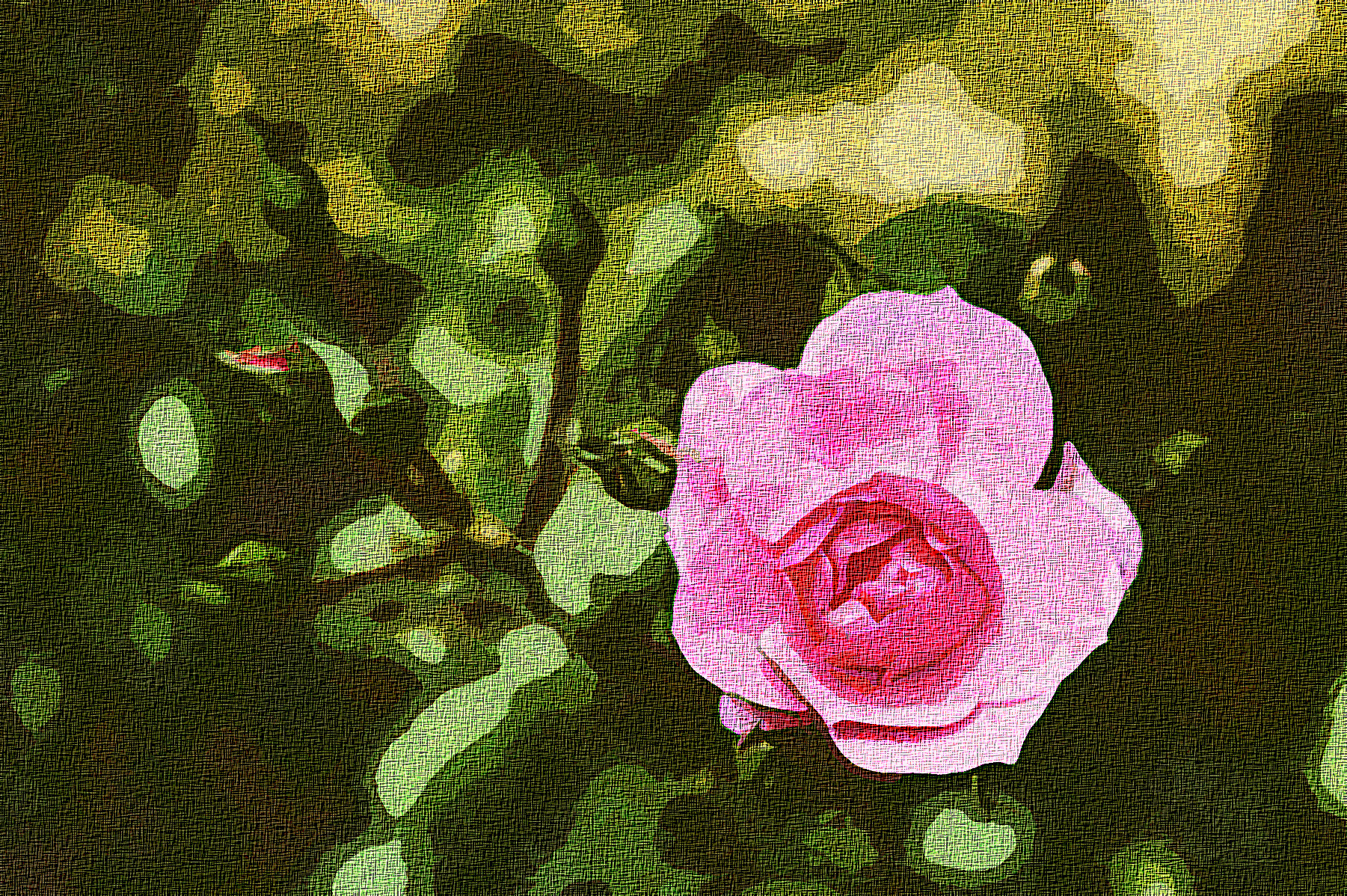 rose-5270044_Graphic_Effect_Illustration_Jvid_X2D.jpg