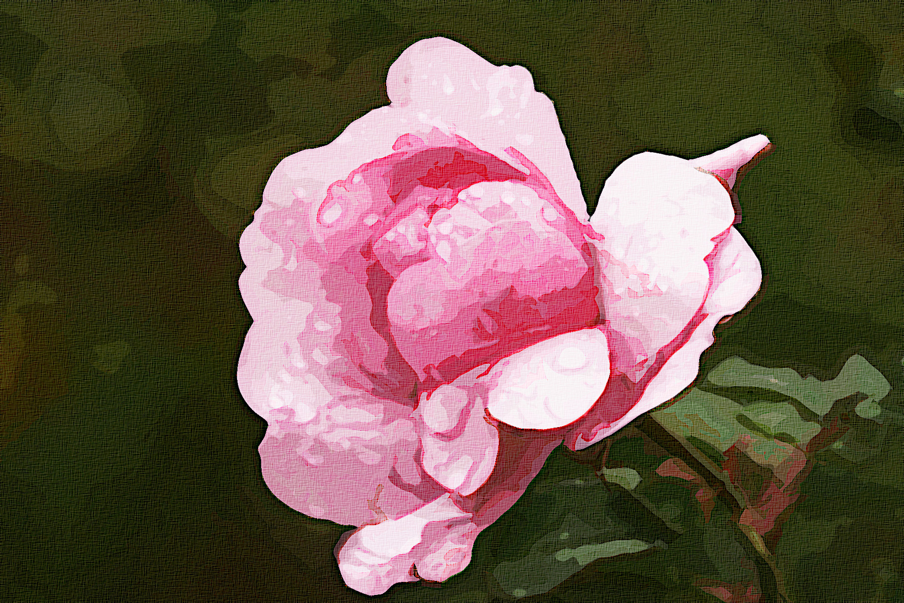 camellia-5746459_Graphic_Effect_Illustration_Jvid_X2D.jpg