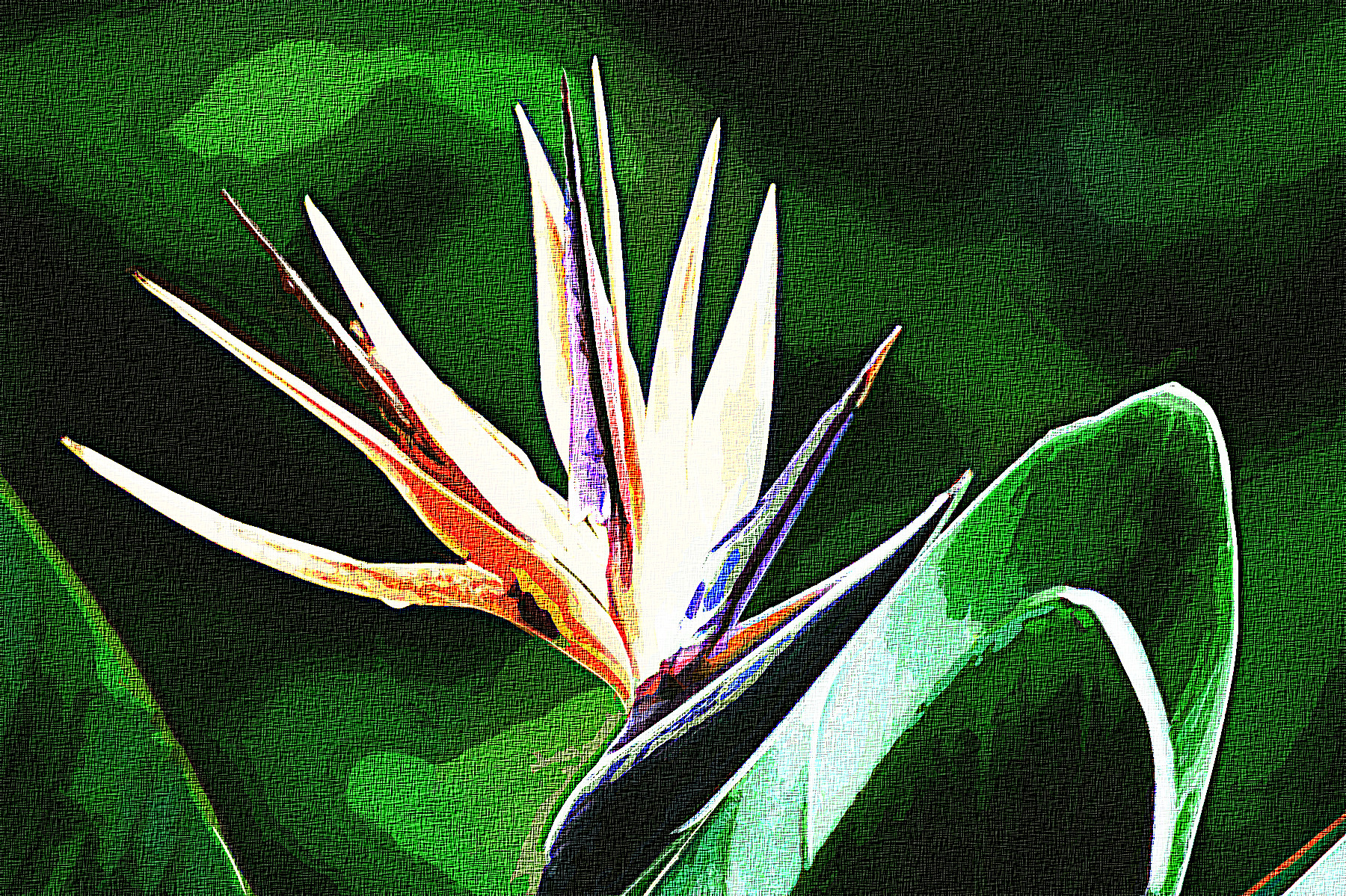 flower-wildflower-bird-of-paradise_Graphic_Effect_Illustration_Jvid_X2D.jpg