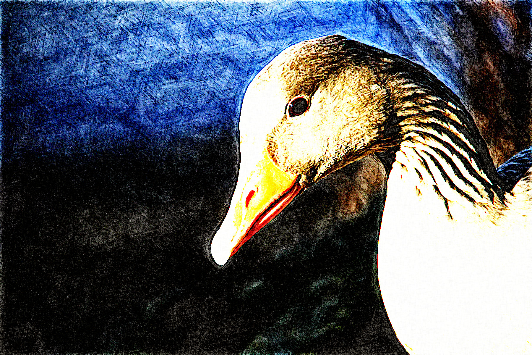 2021-12-20 11-50-53 animal-1260334 with JVID effect Z (Graphic_Effect_Sketch&LIC), parms=2.0,1.jpeg