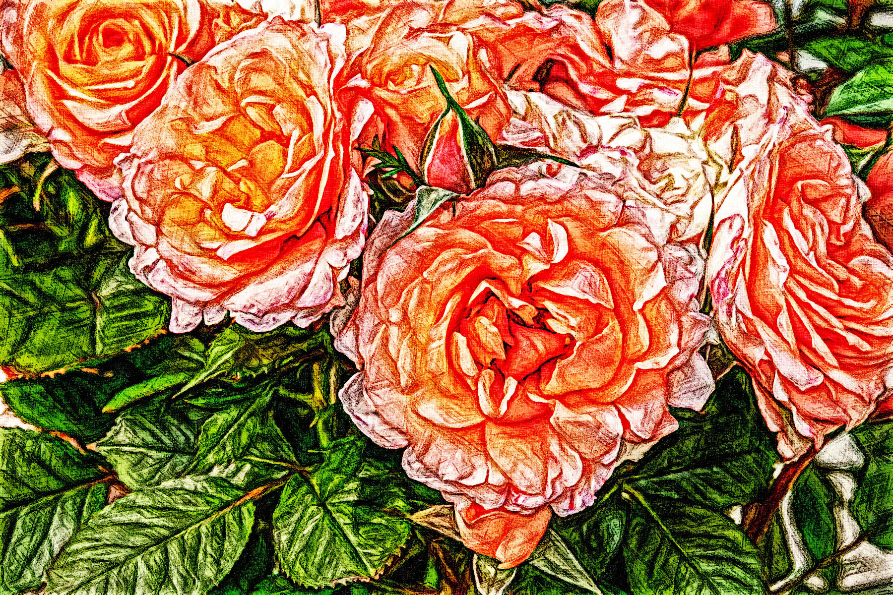 roses-3611502_DN_Graphic_Sketch_Effect_Jvid_Z.jpg