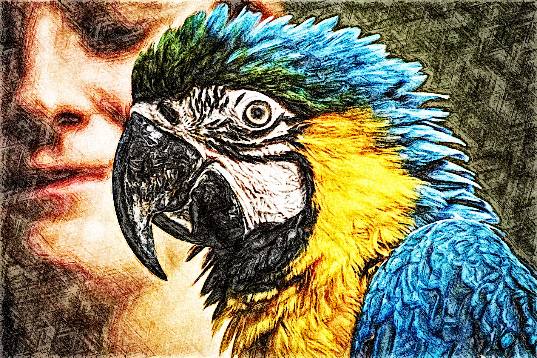 parrot-3695678_DN_Graphic_Sketch_Effect_Jvid_Z.jpg