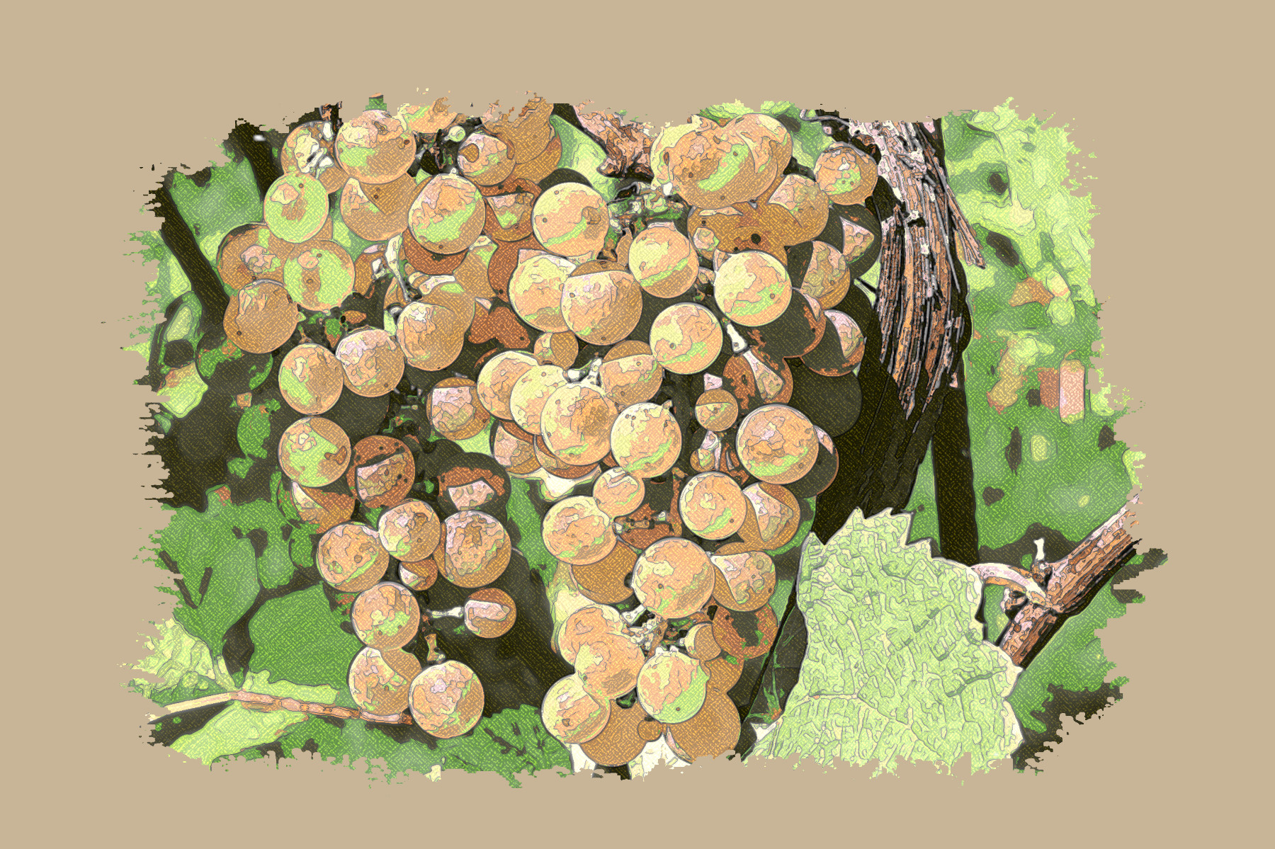 grapes-2715711_DN_SimpleGraphics_DrawTextureColoree_3.jpg