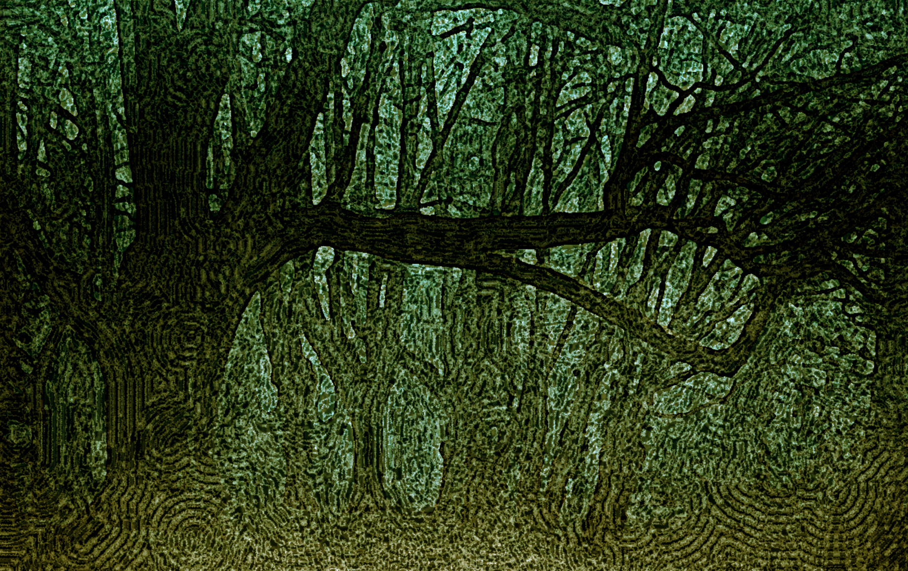 2022-01-24 06-41-26forest-g230f96d72_1920 with an edges engrave look (B) (preparation Contours Blancs) (texture look basic) (preset standard).jpeg