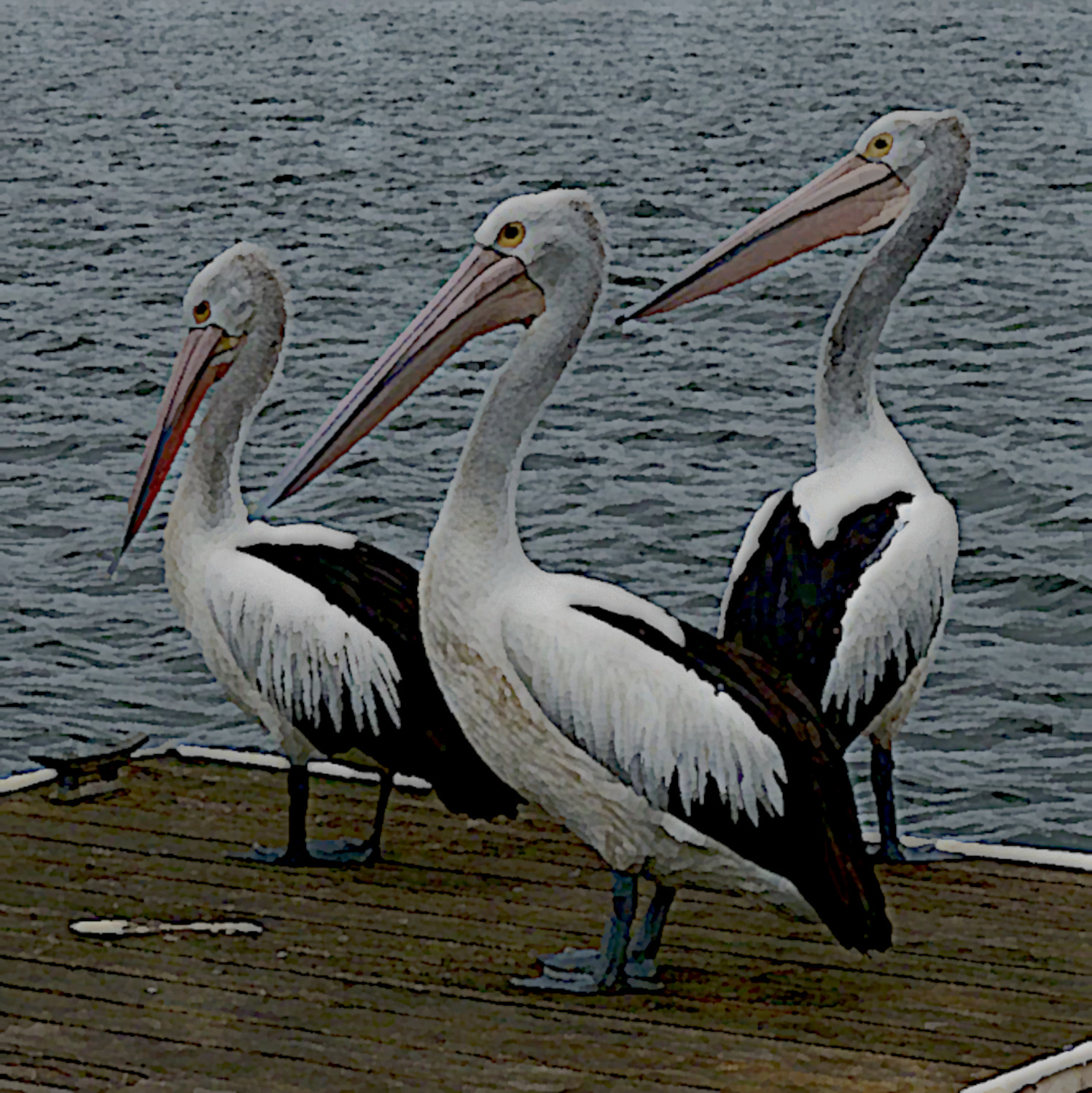 pelicans-water-bird-australian_DN_SimpleGraphics_Gouache_Effect.jpg
