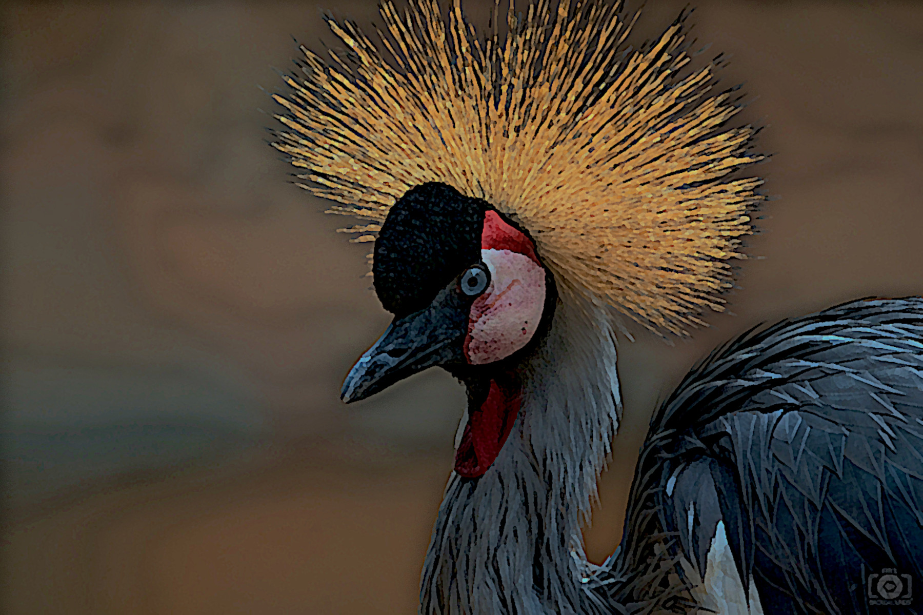 African_Crowned_Crane_Background_DN_SimpleGraphics_Gouache_Effect.jpg