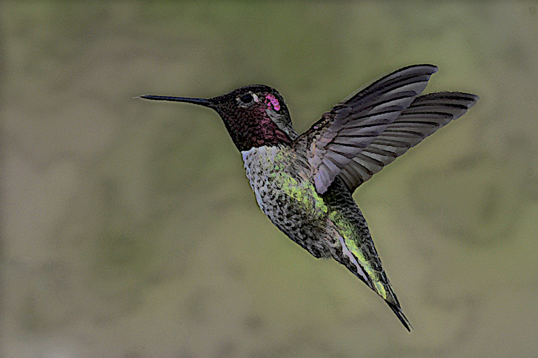 annas-hummingbird-6146187_DN_SimpleGraphics_Gouache_Effect.jpg