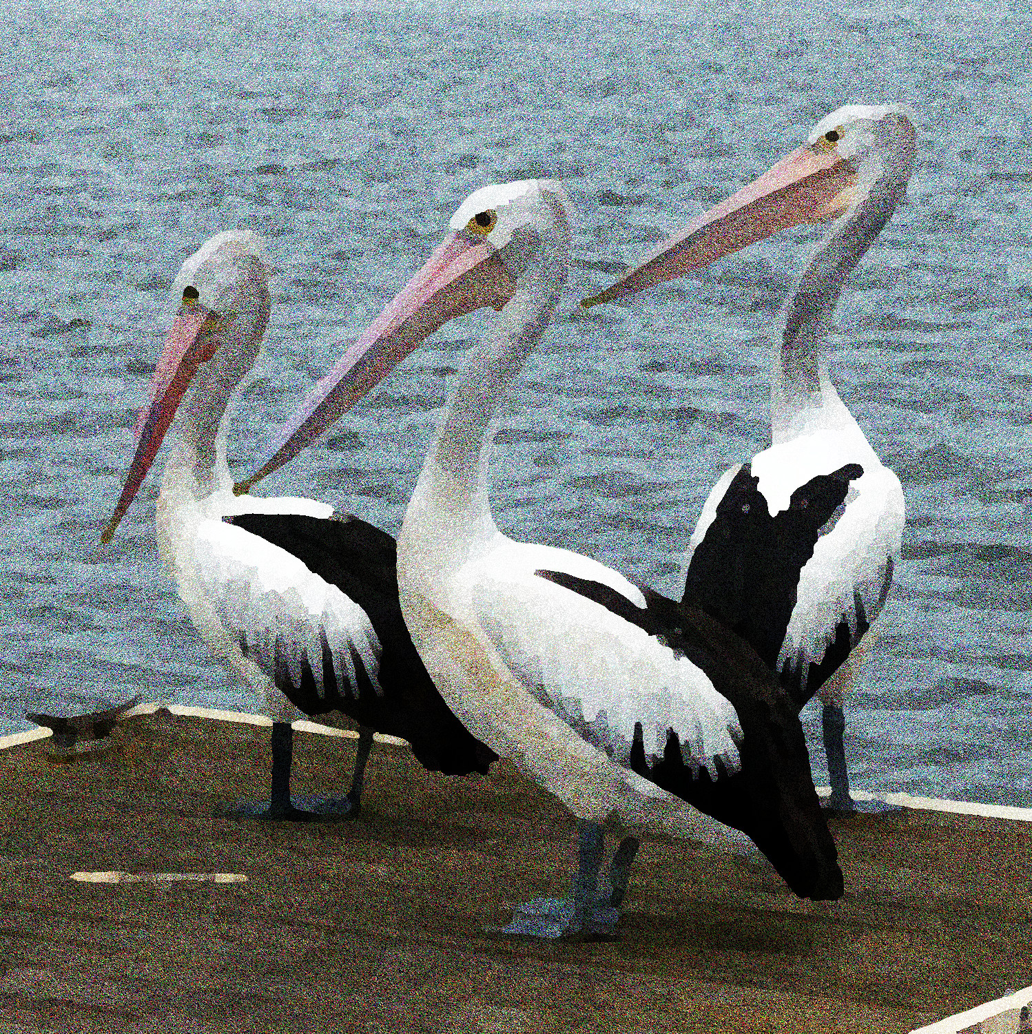 pelicans-pelican-water-bird-australian_DN_SimpleGraphics_GrainsOfColours.jpg